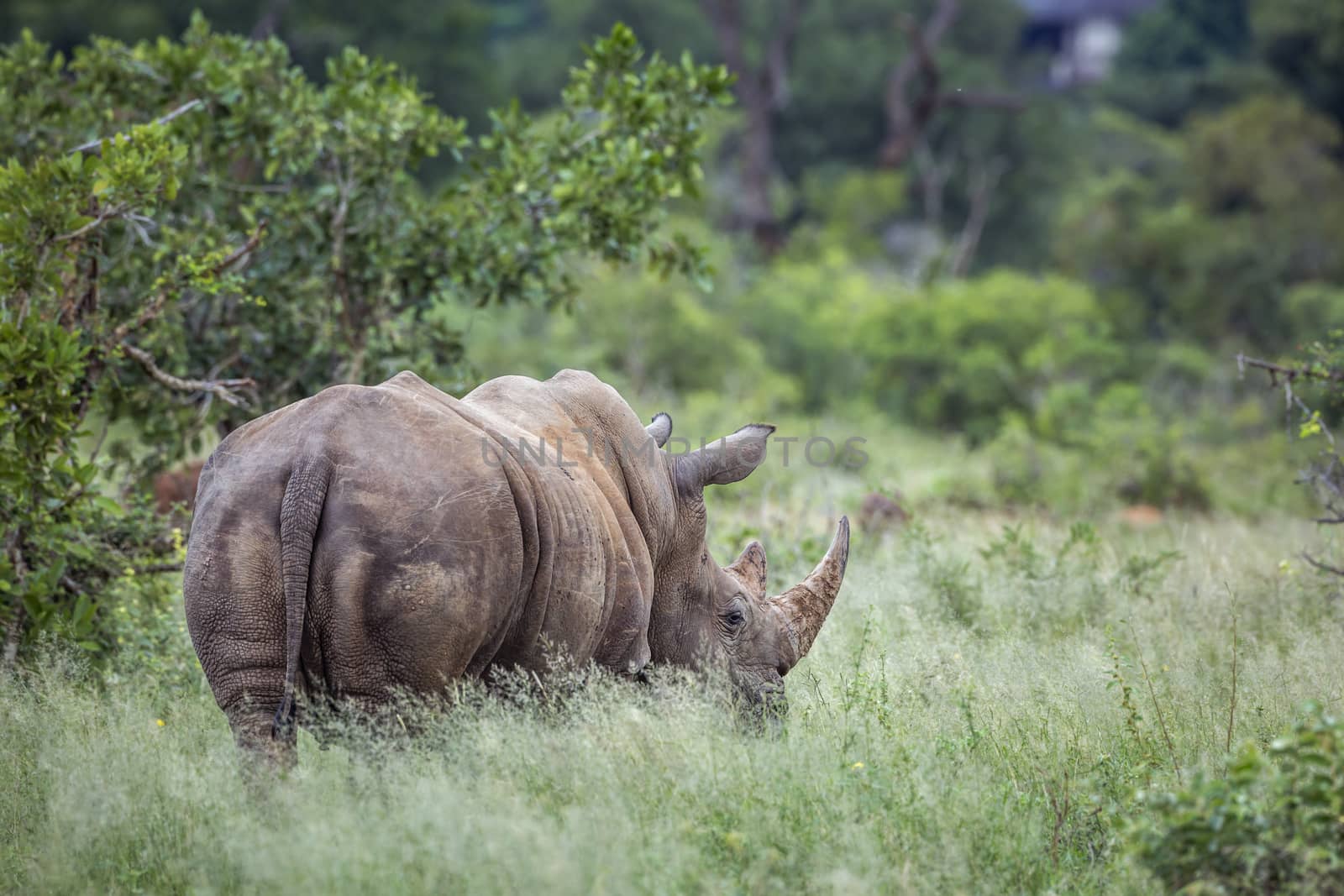 Southern white rhinoceros in Kruger National park, South Africa by PACOCOMO