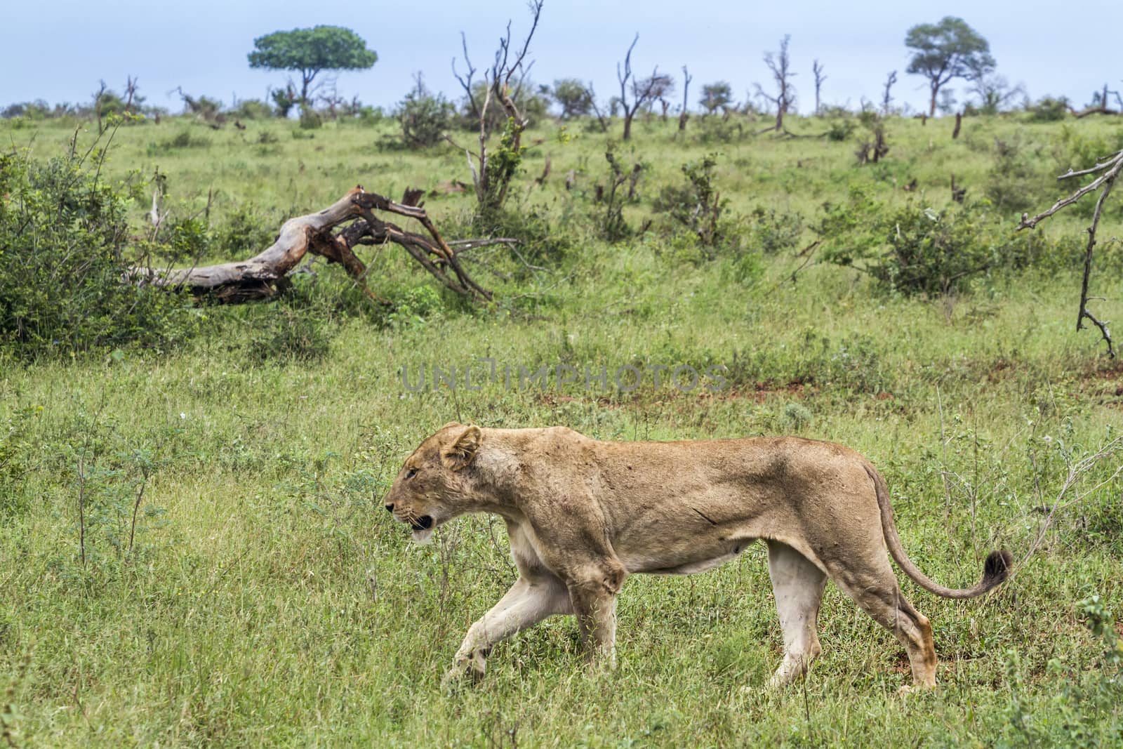 African lion in Kruger National park, South Africa by PACOCOMO