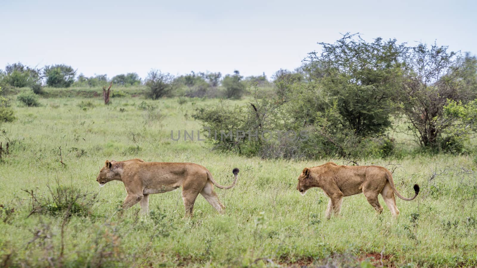 African lion in Kruger National park, South Africa by PACOCOMO