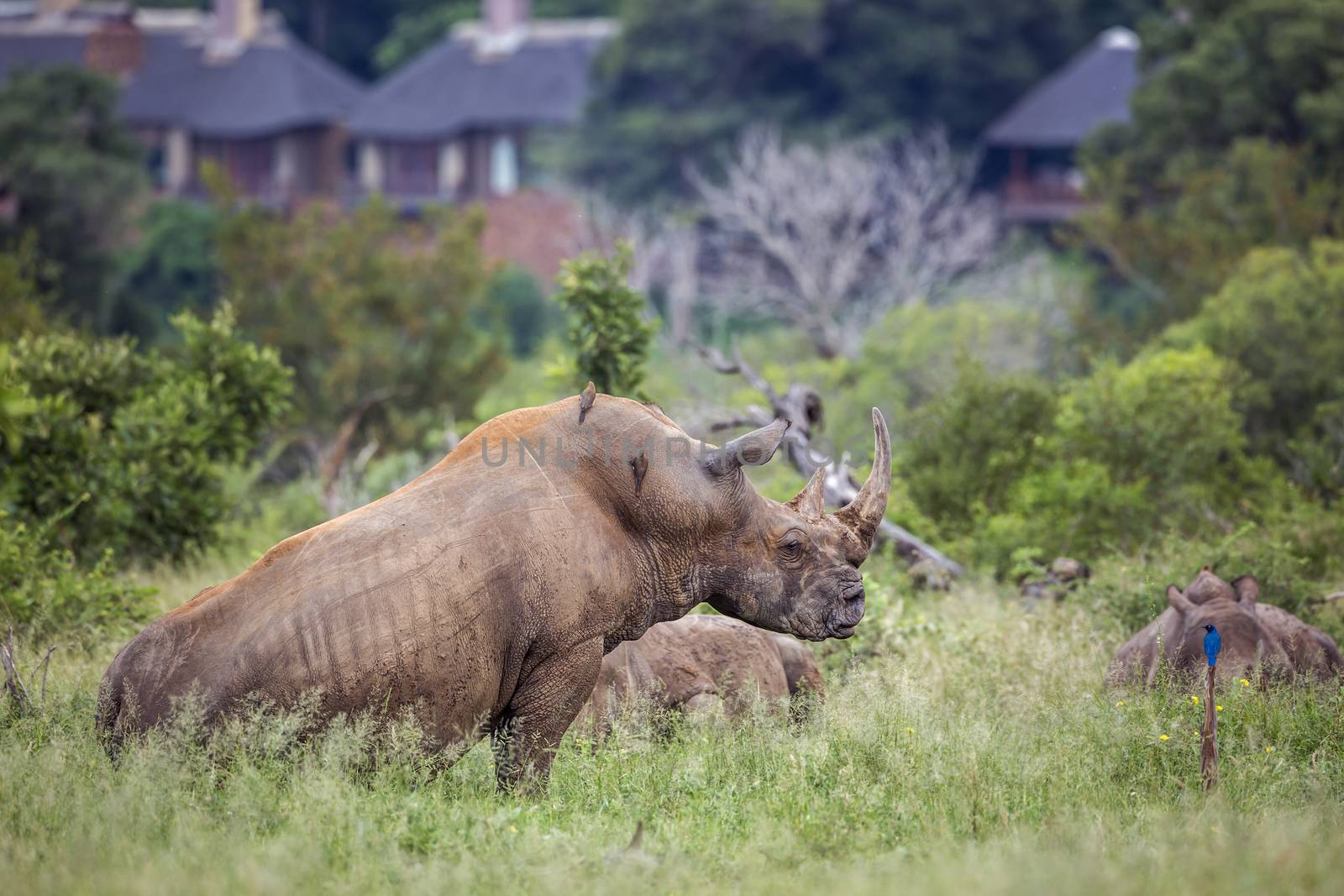 Southern white rhinoceros in Kruger National park, South Africa by PACOCOMO