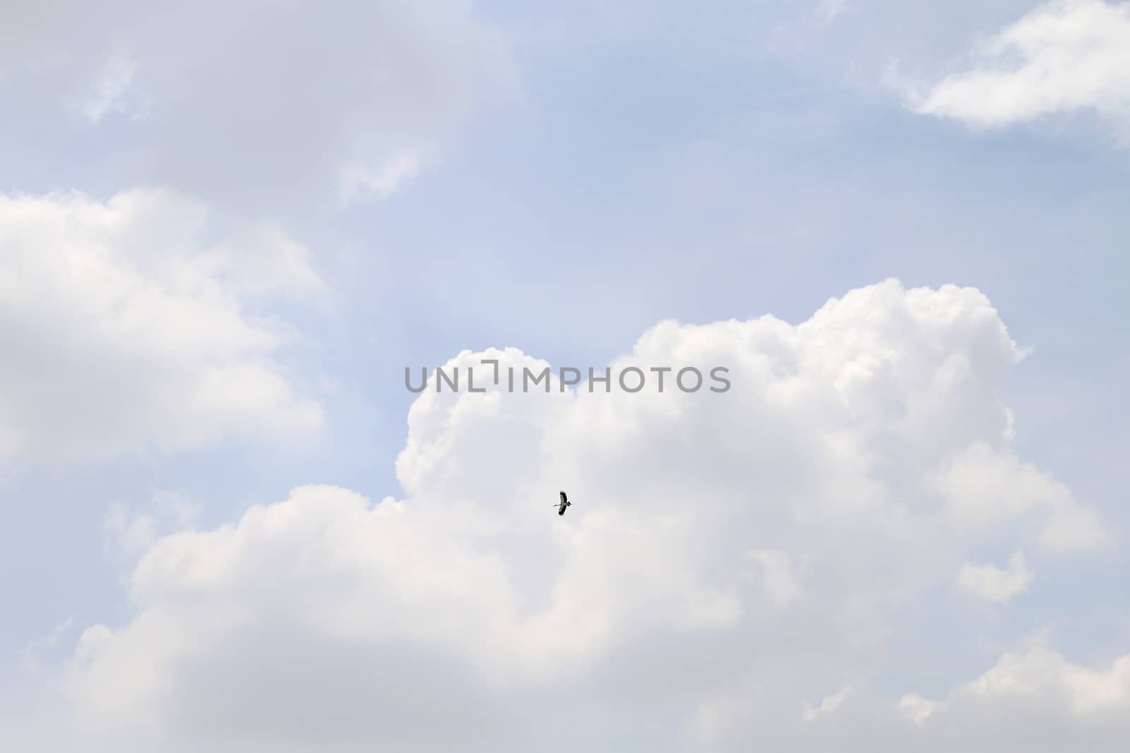 Sky and Bird, Small Bird flying Seeing the distance far on white clear sky