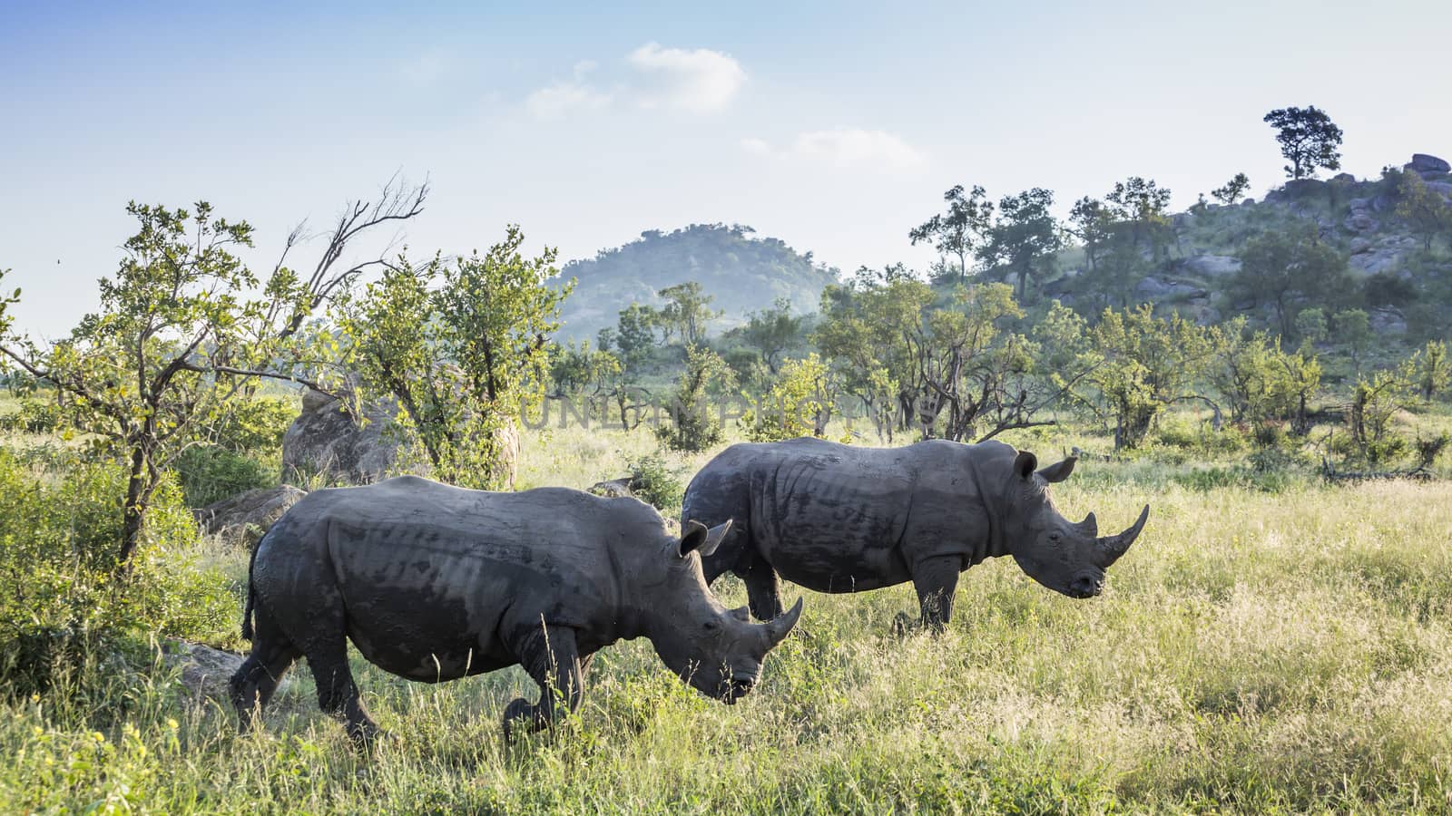 Southern white rhinoceros in Kruger National park, South Africa by PACOCOMO