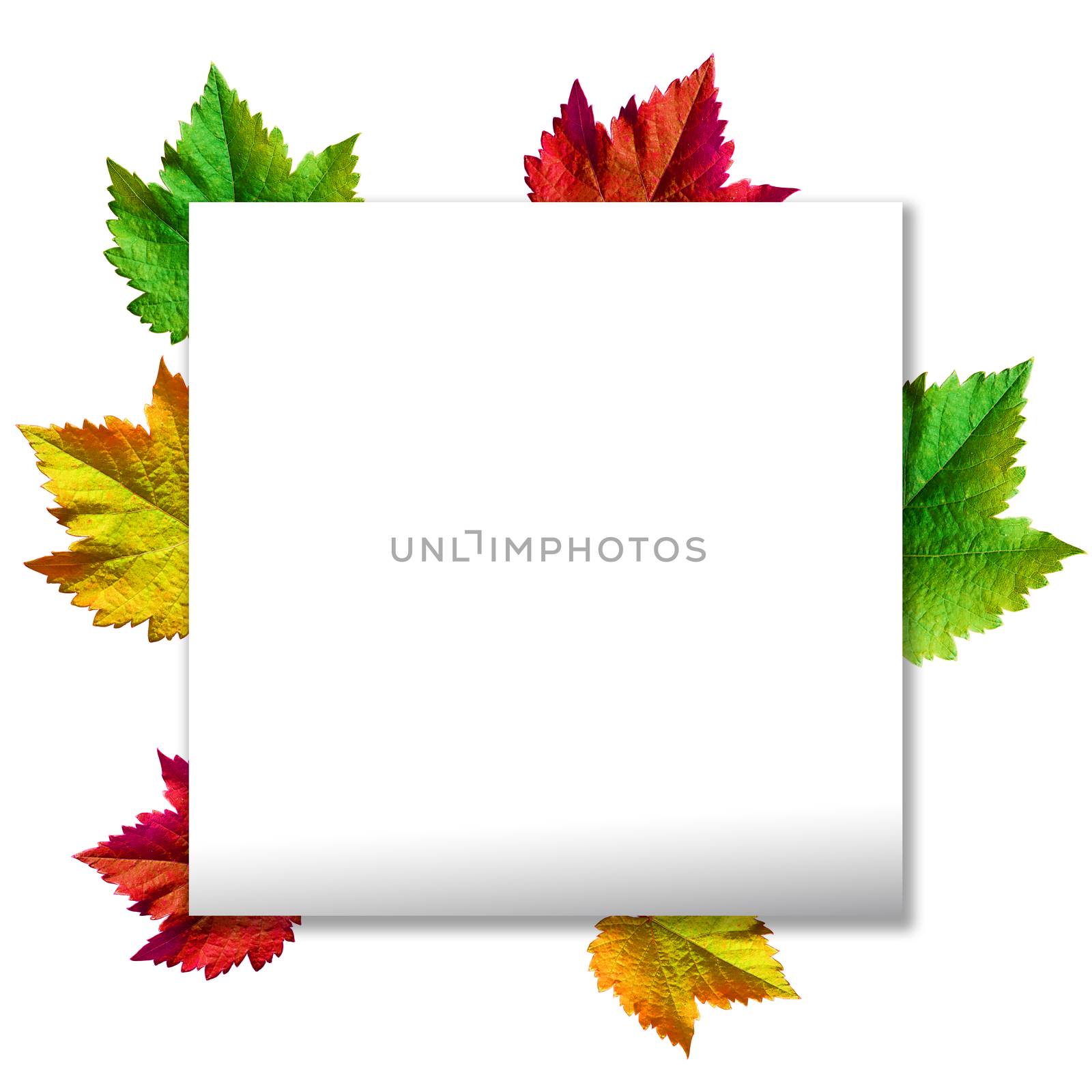 Happy Thanksgiving with text greeting and autumn leaves .Photo of Grapes green leaves wreath with clipping path included.