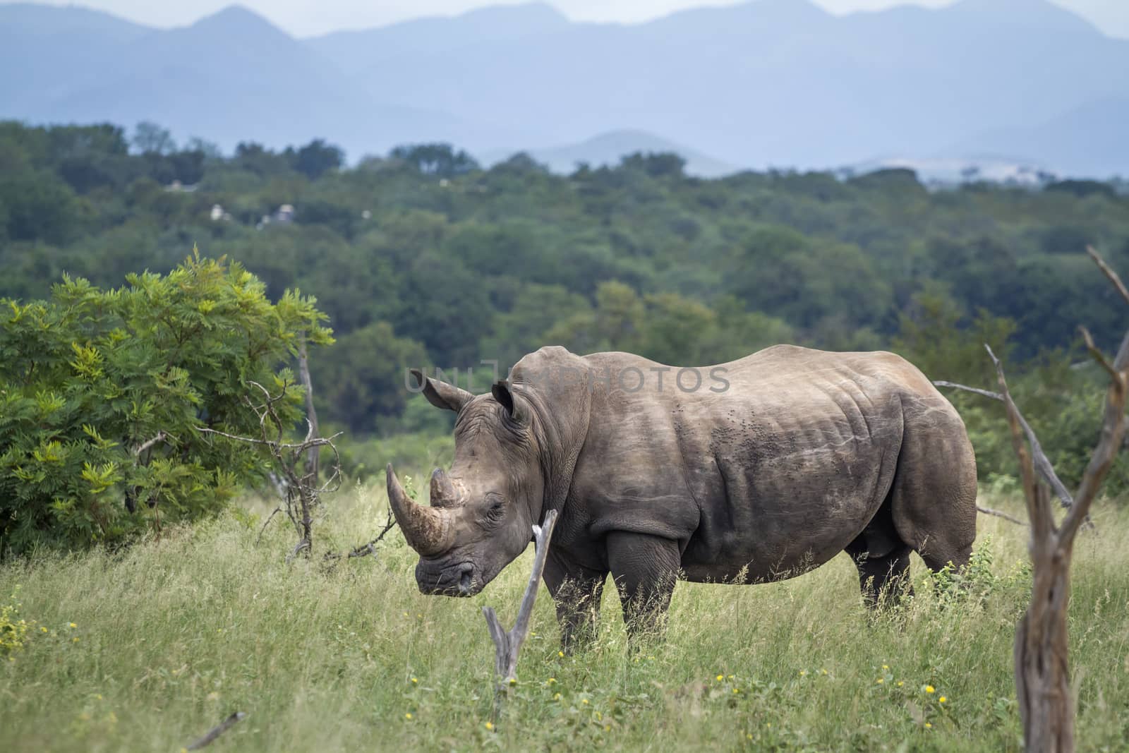 Southern white rhinoceros in green savannah in Kruger National park, South Africa ; Specie Ceratotherium simum simum family of Rhinocerotidae