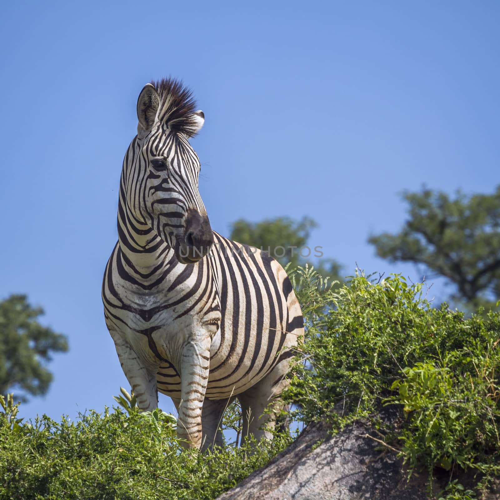 Plains zebra standing on a rock isolated in blue sky in Kruger National park, South Africa ; Specie Equus quagga burchellii family of Equidae