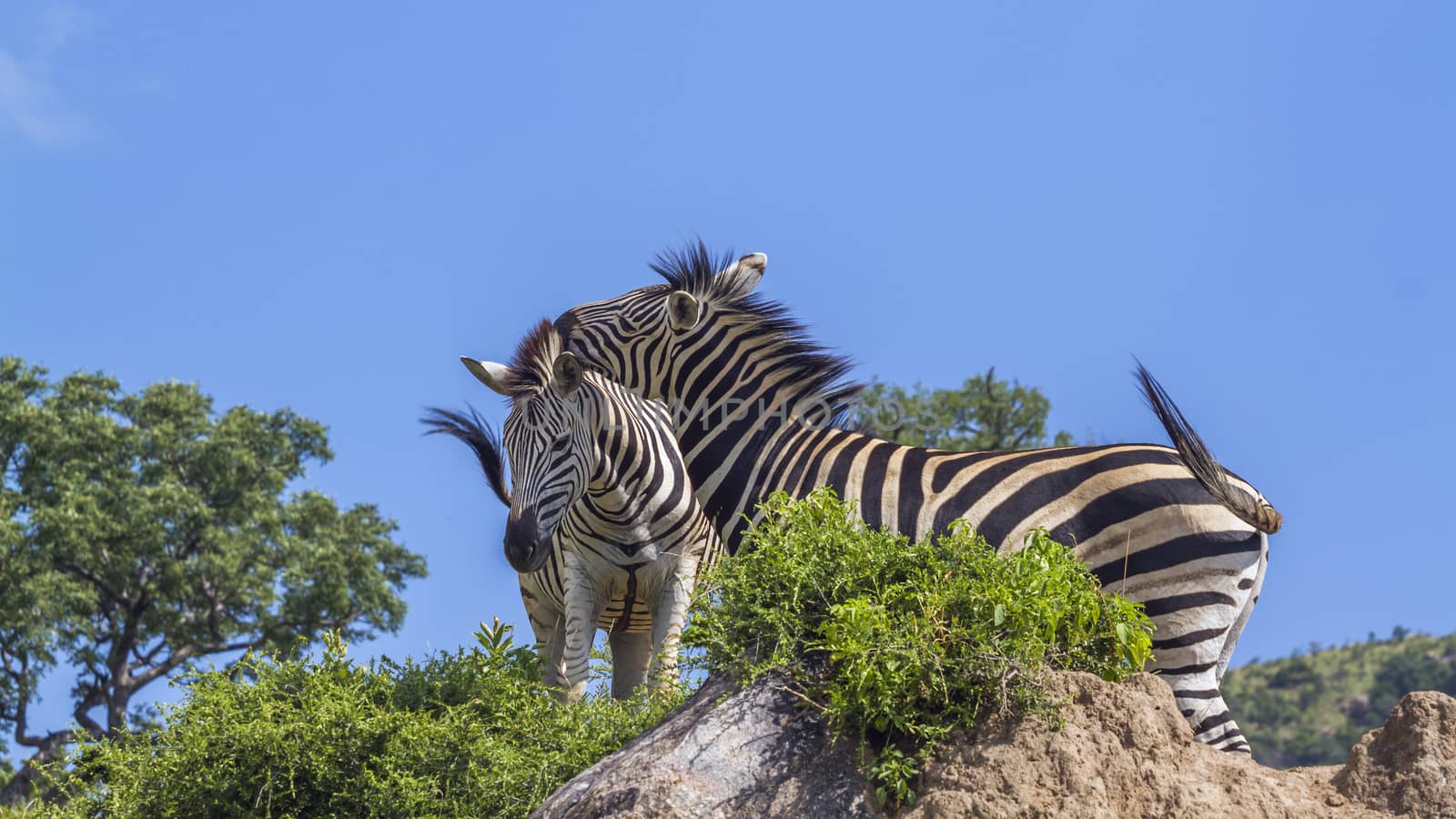 Plains zebra in Kruger National park, South Africa by PACOCOMO