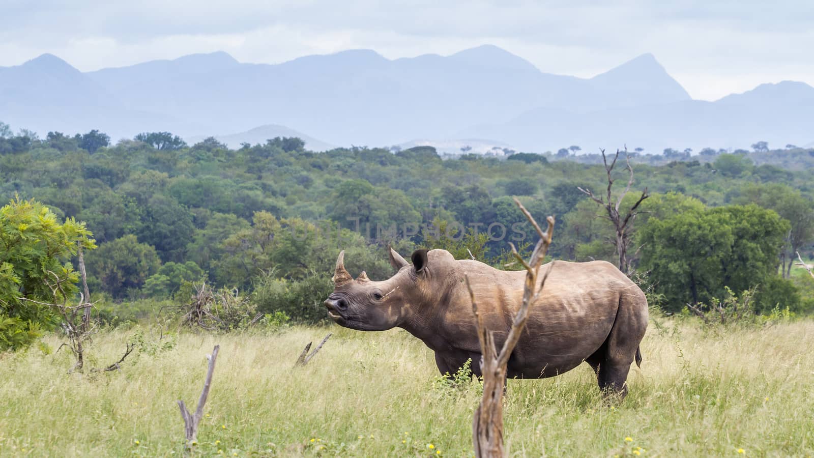 Southern white rhinoceros in green savannah in Kruger National park, South Africa ; Specie Ceratotherium simum simum family of Rhinocerotidae