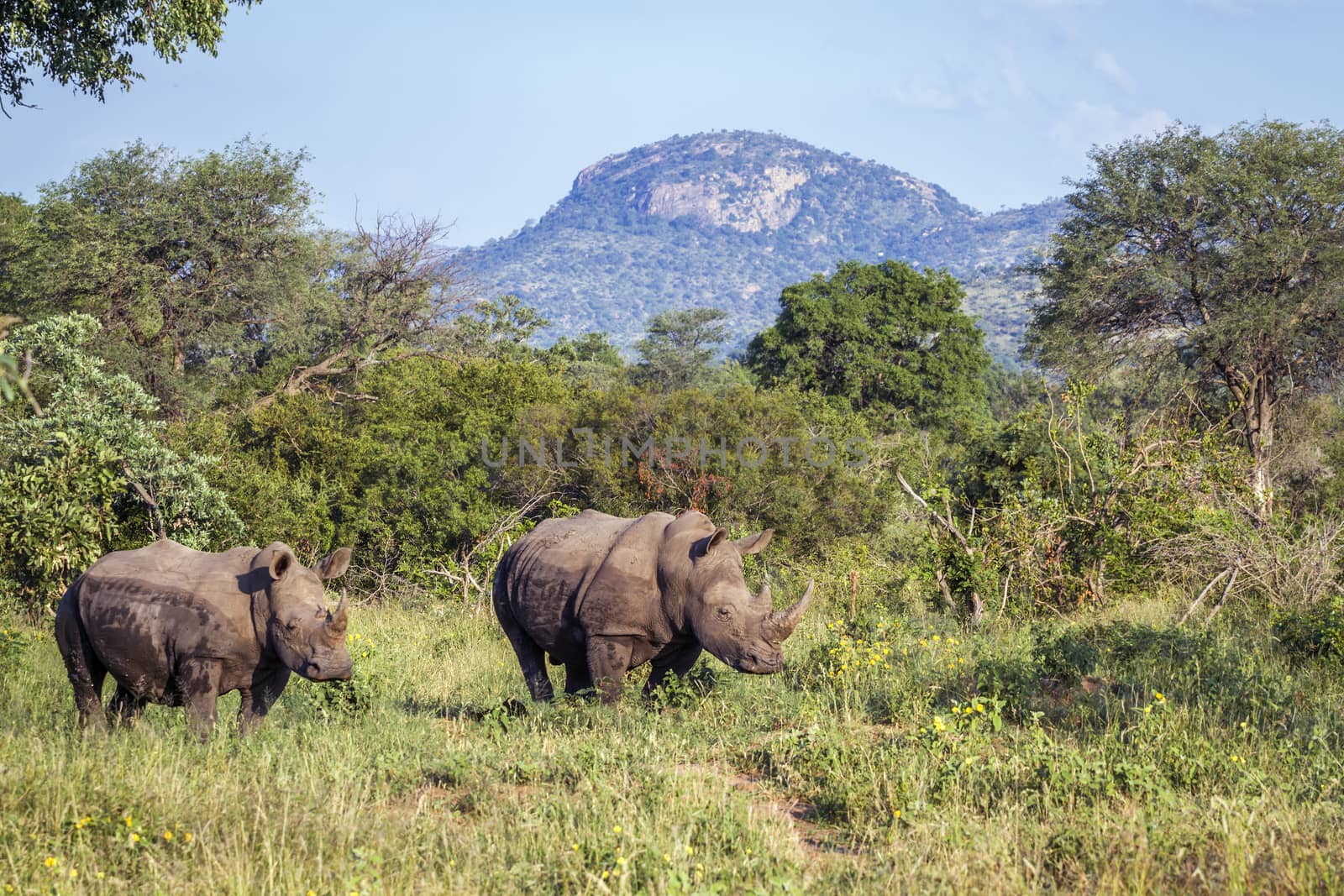 Southern white rhinoceros in Kruger National park, South Africa by PACOCOMO