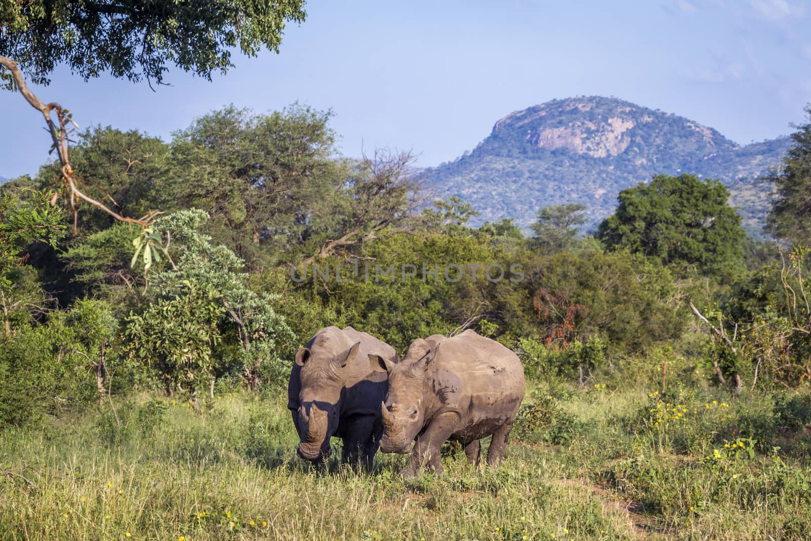 Two Southern white rhinoceros in green mountain scenery in Kruger National park, South Africa ; Specie Ceratotherium simum simum family of Rhinocerotidae