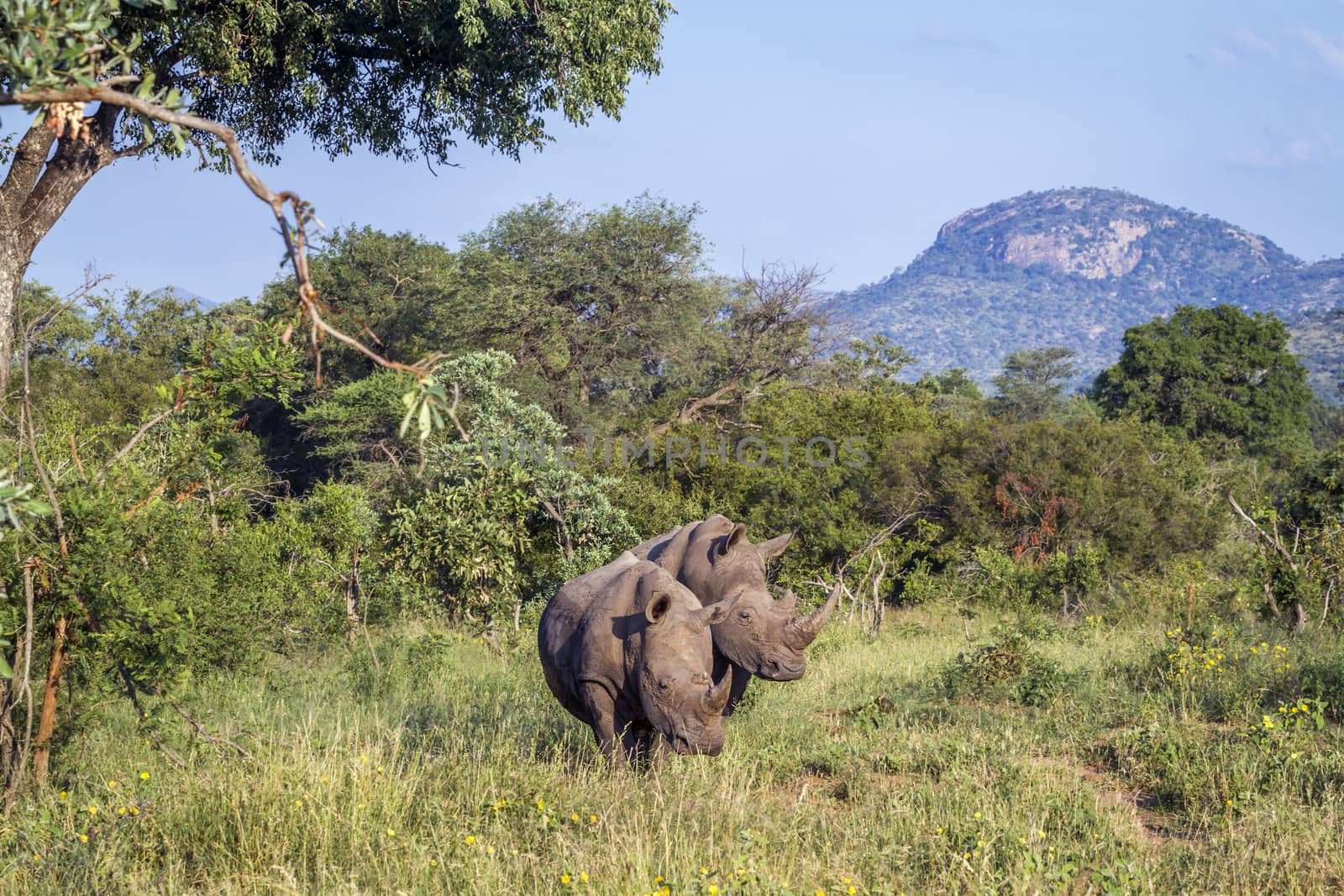 Two Southern white rhinoceros in green mountain scenery in Kruger National park, South Africa ; Specie Ceratotherium simum simum family of Rhinocerotidae