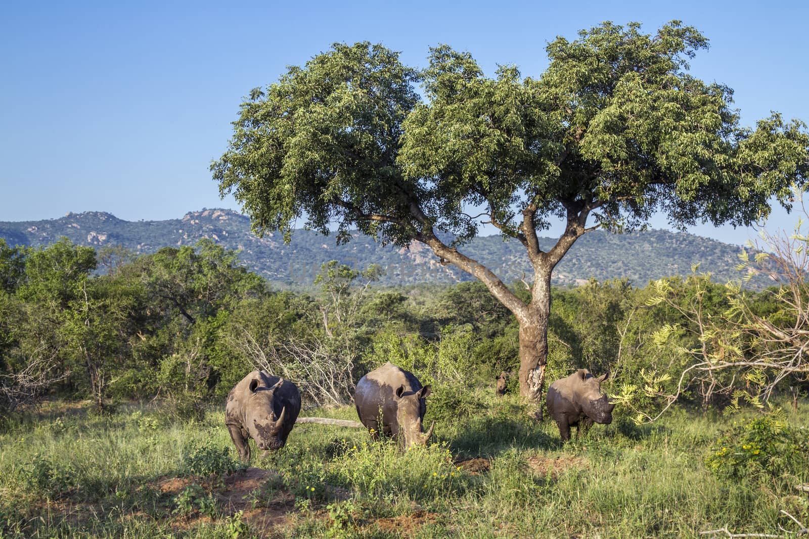 Southern white rhinoceros in Kruger National park, South Africa by PACOCOMO