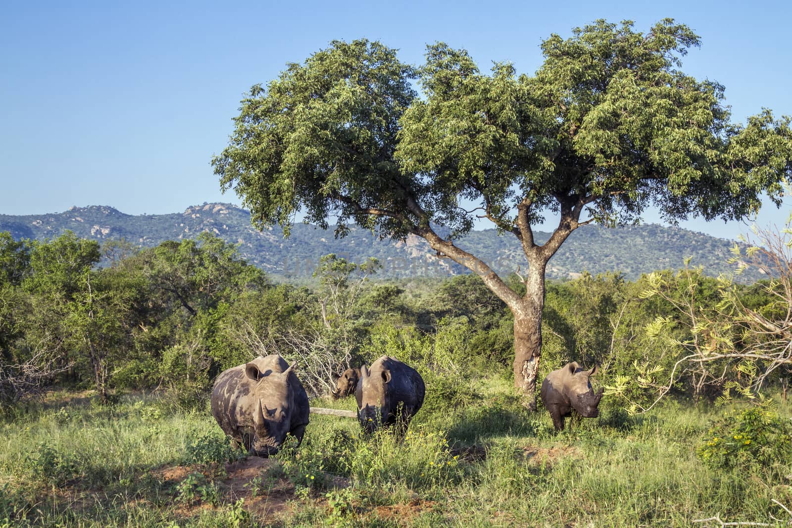 Four Southern white rhinoceros in green scenery in Kruger National park, South Africa ; Specie Ceratotherium simum simum family of Rhinocerotidae