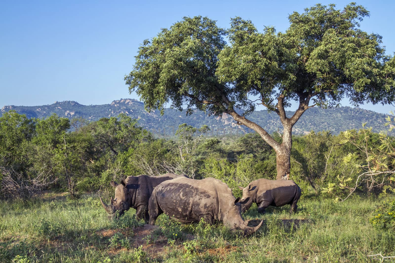 Southern white rhinoceros in green scenery in Kruger National park, South Africa ; Specie Ceratotherium simum simum family of Rhinocerotidae