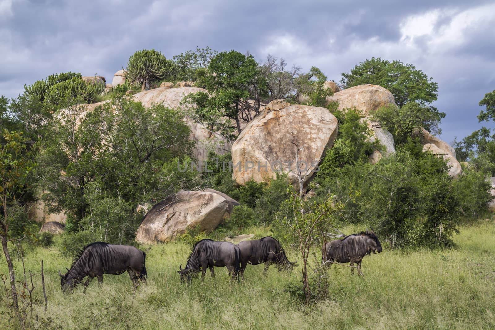 Blue wildebeest small group in boulder scenery in Kruger National park, South Africa ; Specie Connochaetes taurinus family of Bovidae