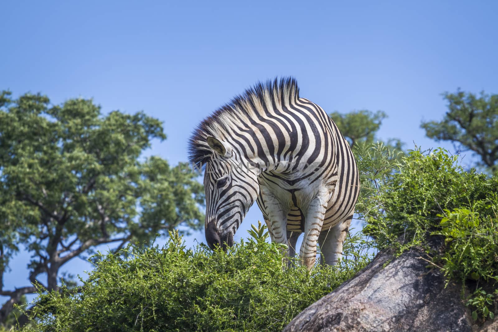 Plains zebra in Kruger National park, South Africa by PACOCOMO