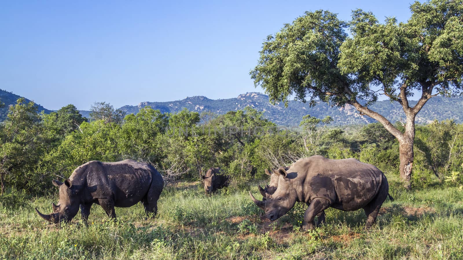 Southern white rhinoceros in Kruger National park, South Africa by PACOCOMO