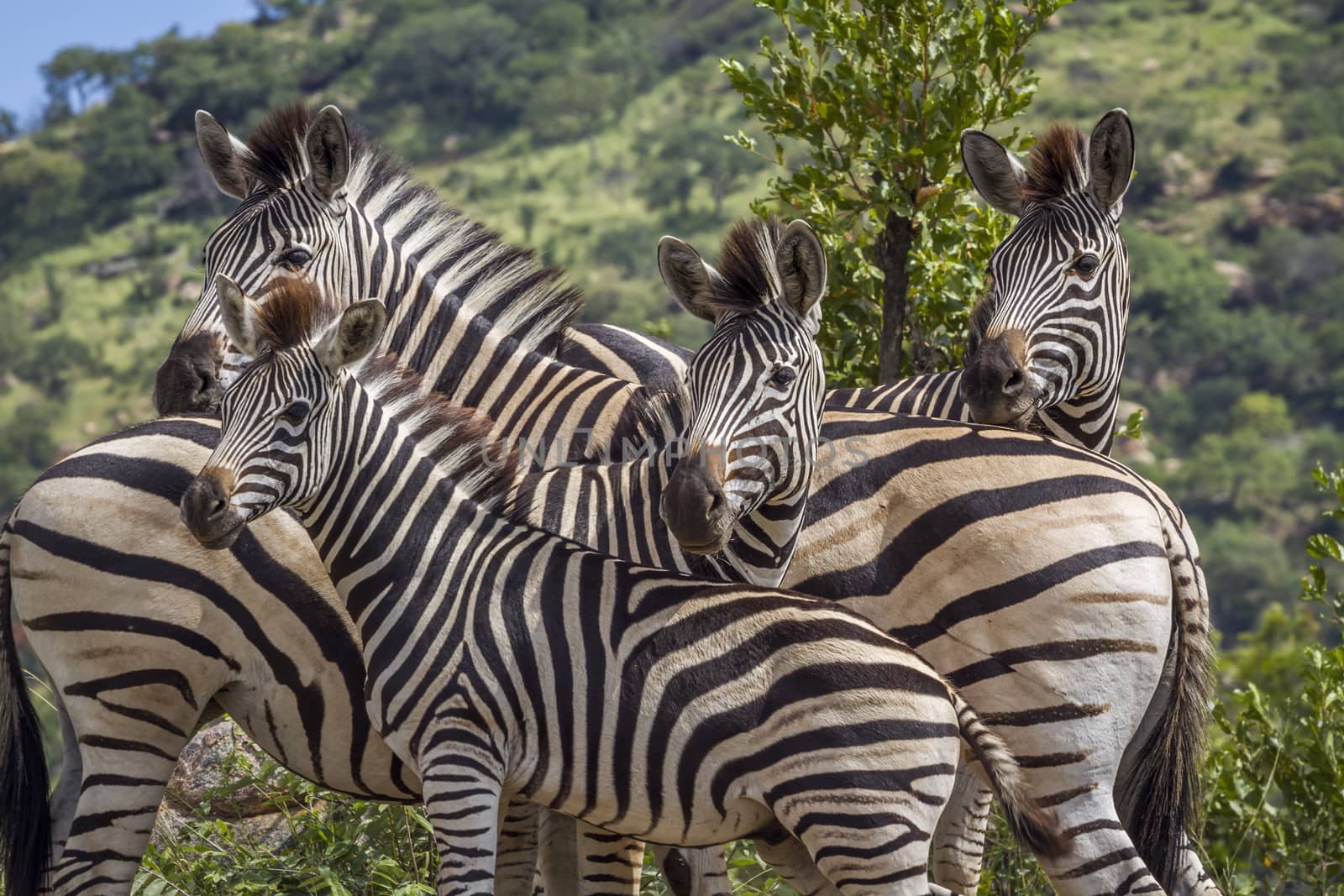 Plains zebra in Kruger National park, South Africa by PACOCOMO