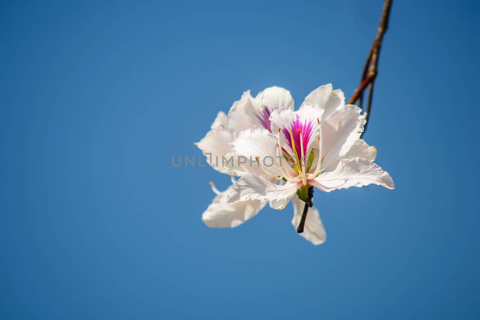 Bautiful white flower this name Bauhinia variegata by NuwatPhoto