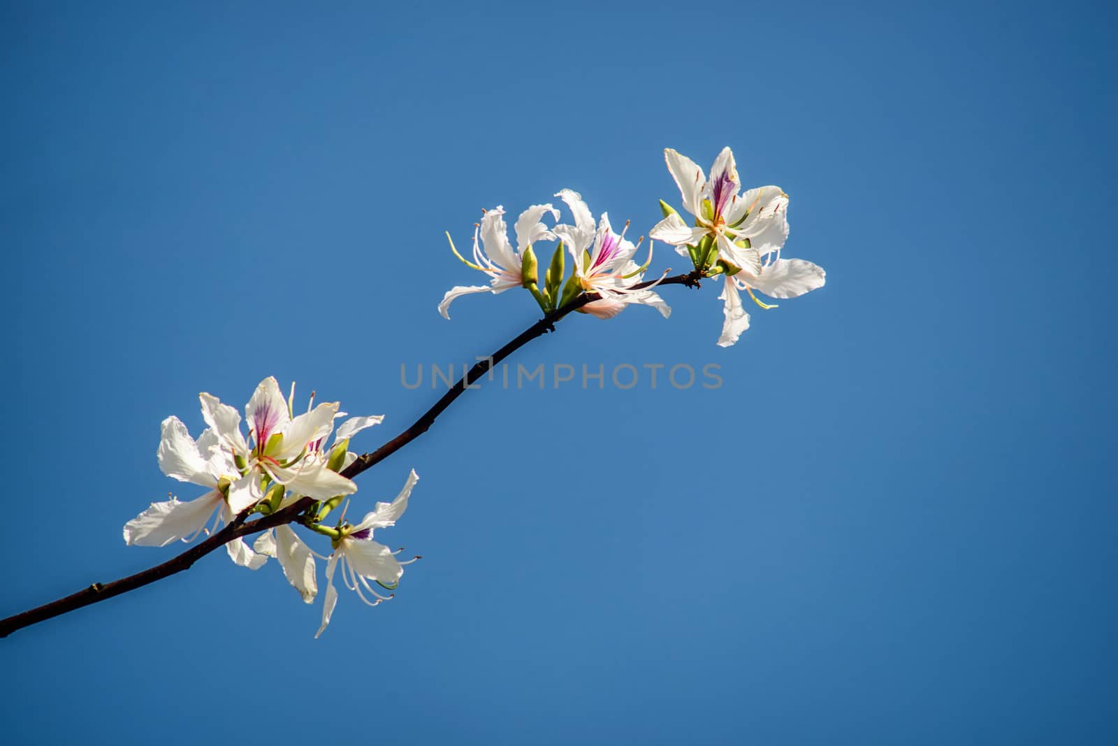 Bautiful white flower this name Bauhinia variegata by NuwatPhoto