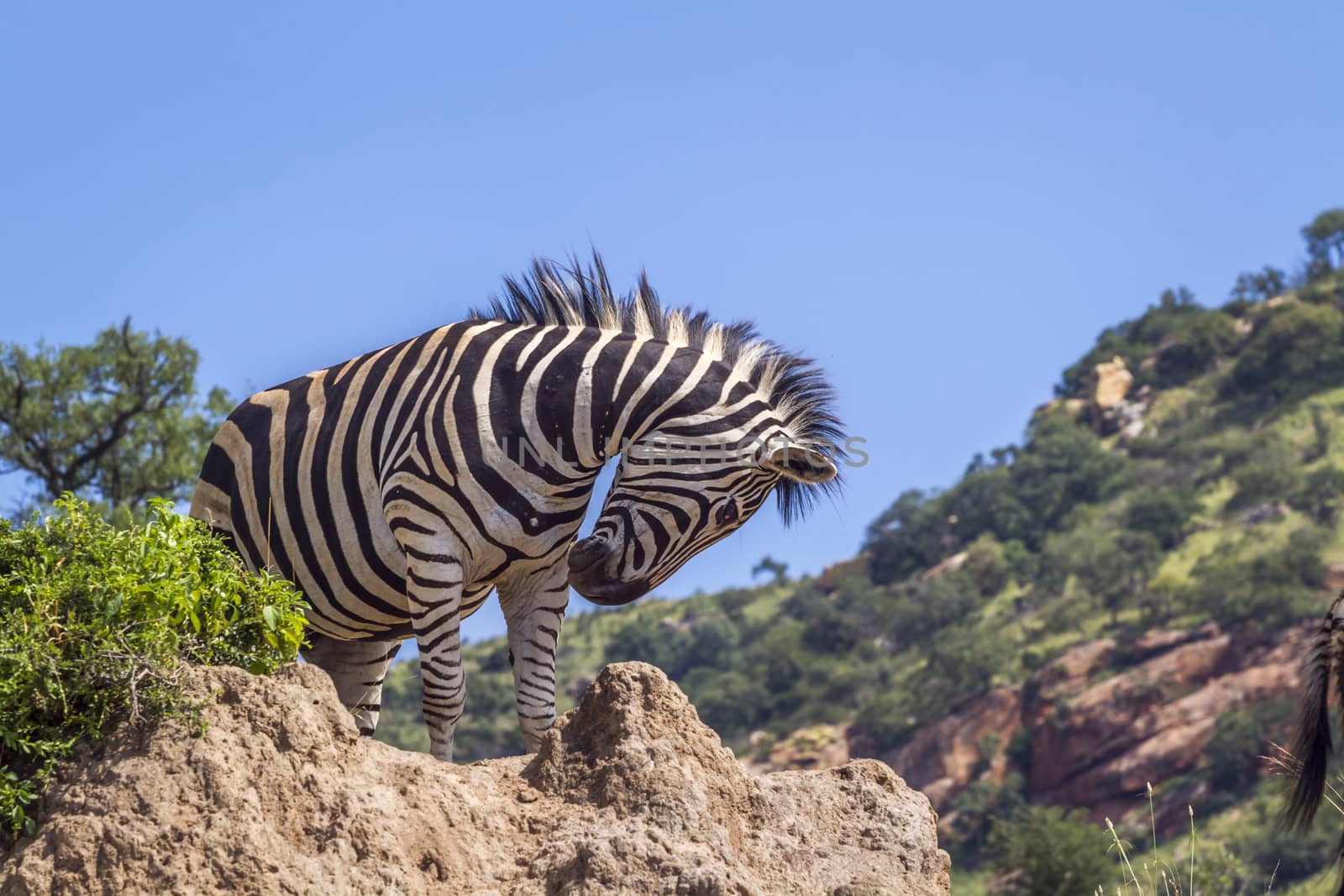 Plains zebra in Kruger National park, South Africa by PACOCOMO