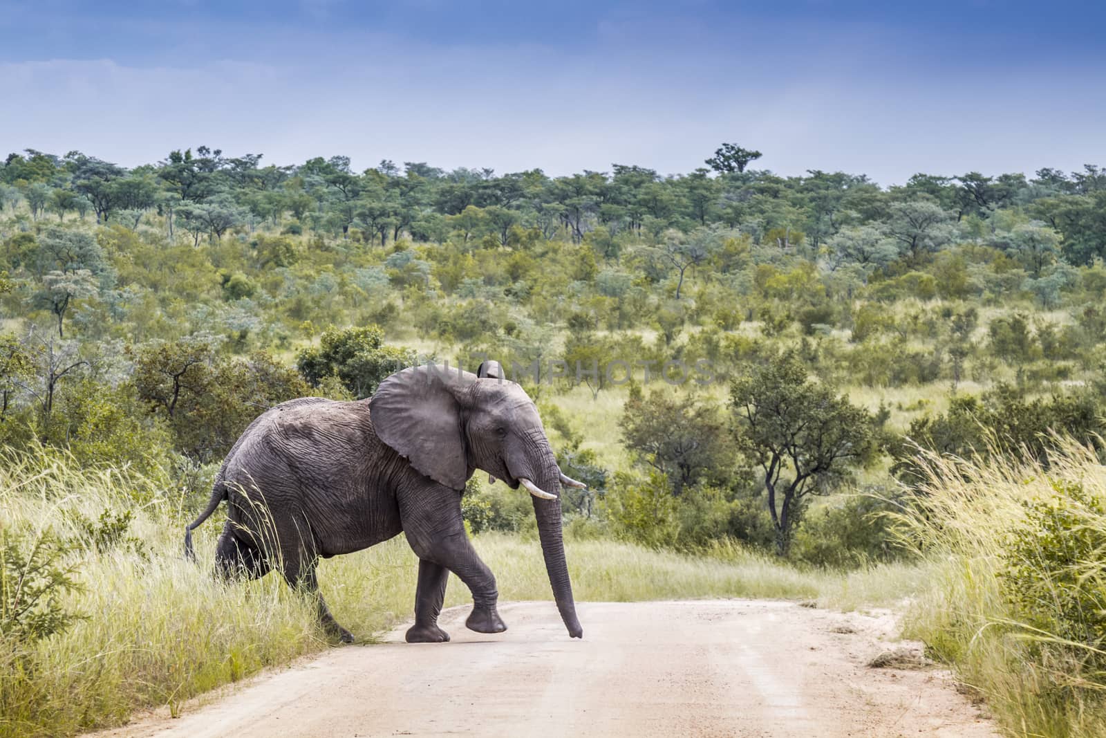 African bush elephant in Kruger National park, South Africa by PACOCOMO