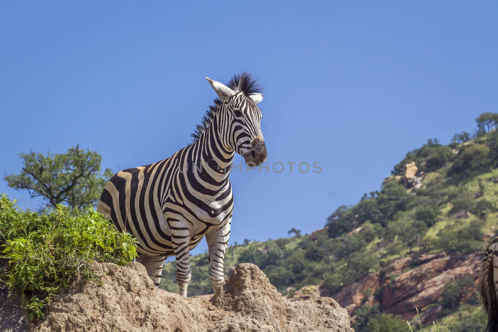 Plains zebra standing on a rock isolated in blue sky in Kruger National park, South Africa ; Specie Equus quagga burchellii family of Equidae