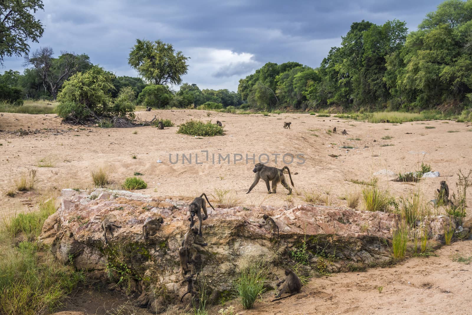 Chacma baboon in Kruger National park, South Africa by PACOCOMO