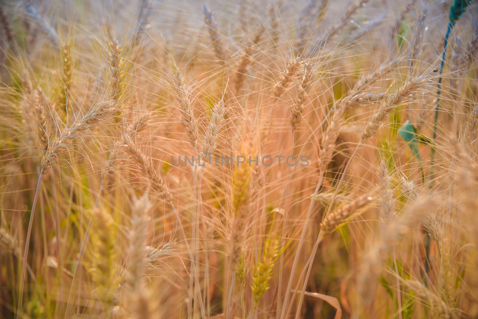Ripe barley on the field in early summer and sunny day by NuwatPhoto