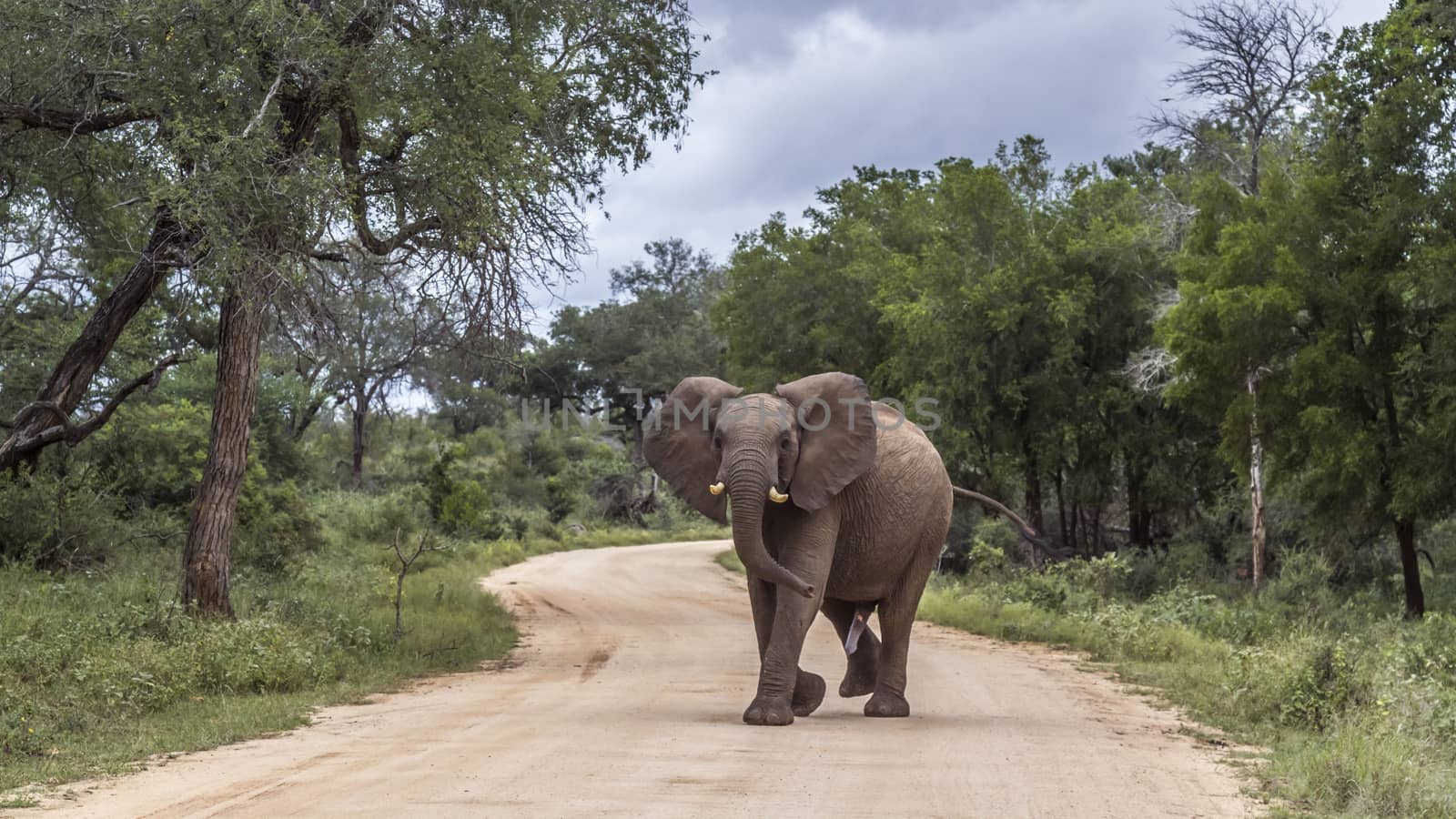 African bush elephant crossing safari road in Kruger National park, South Africa ; Specie Loxodonta africana family of Elephantidae