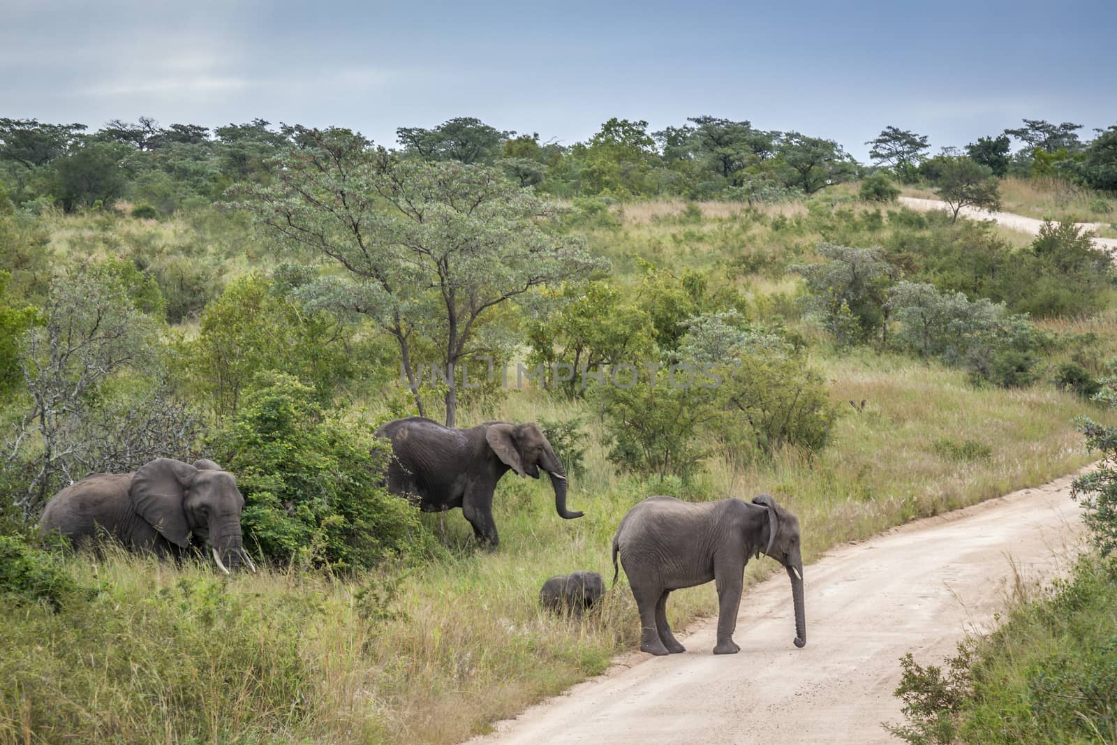 African bush elephant small family group crossing safari road in Kruger National park, South Africa ; Specie Loxodonta africana family of Elephantidae