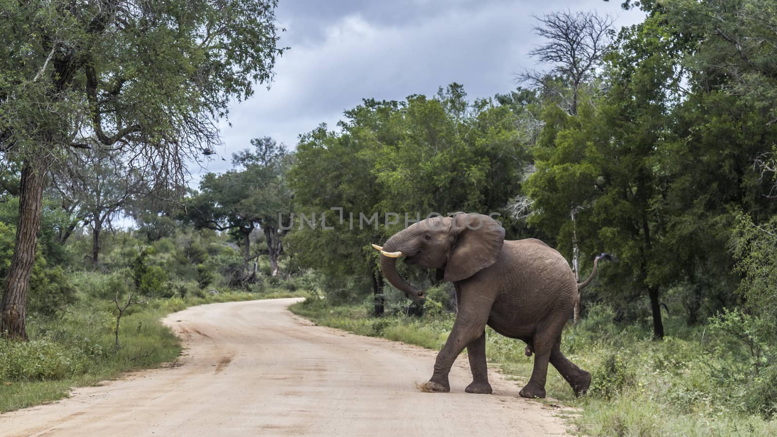 African bush elephant crossing safari road in Kruger National park, South Africa ; Specie Loxodonta africana family of Elephantidae