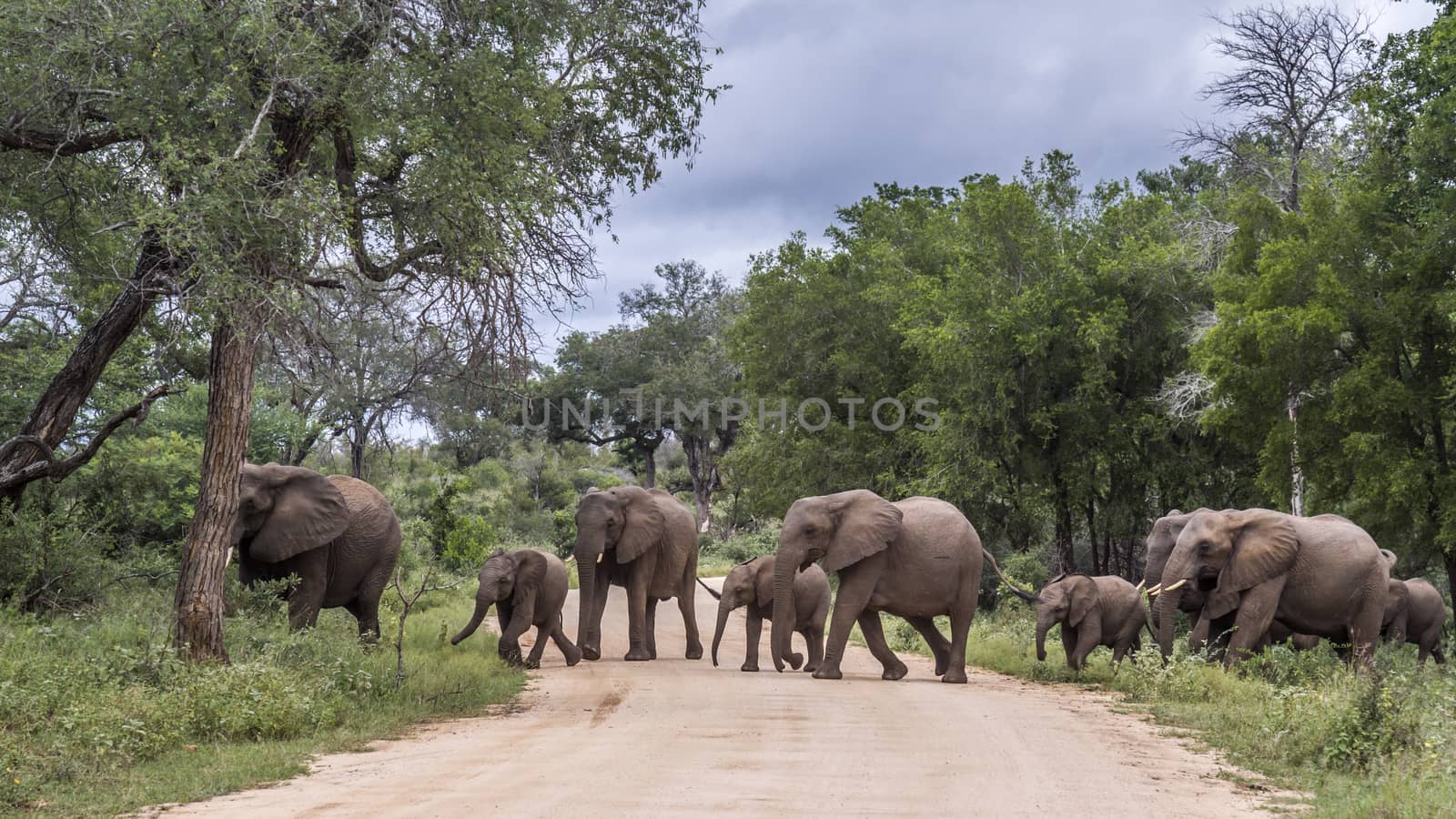 African bush elephant in Kruger National park, South Africa by PACOCOMO