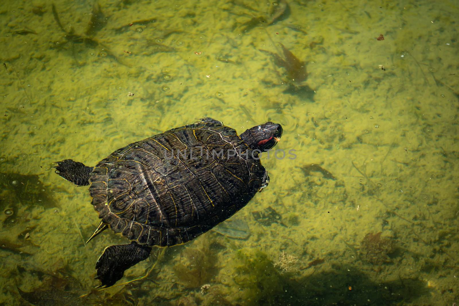 The pond slider turtle (Trachemys scripta) is swimming in a pond by AlonaGryadovaya