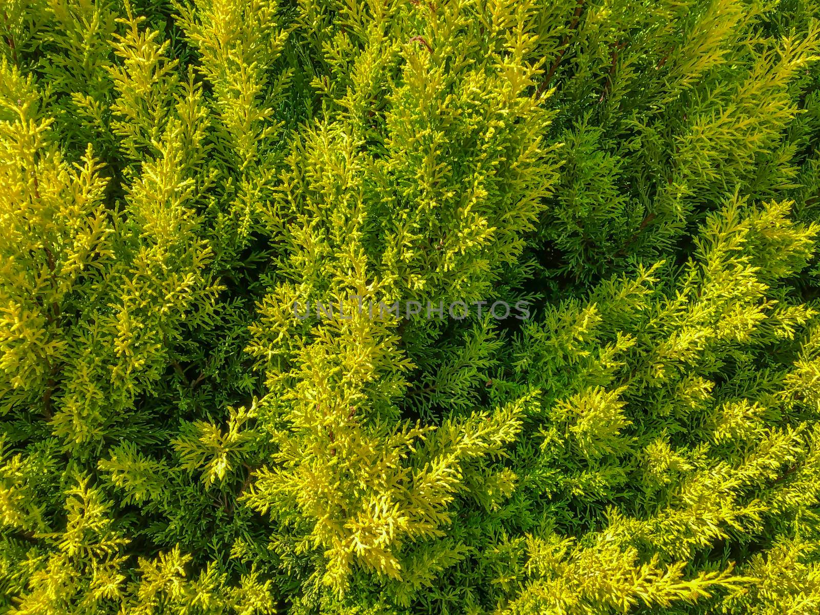 Bright green close up of cypress thuja coniferous tree leaves. Horizontal stock image