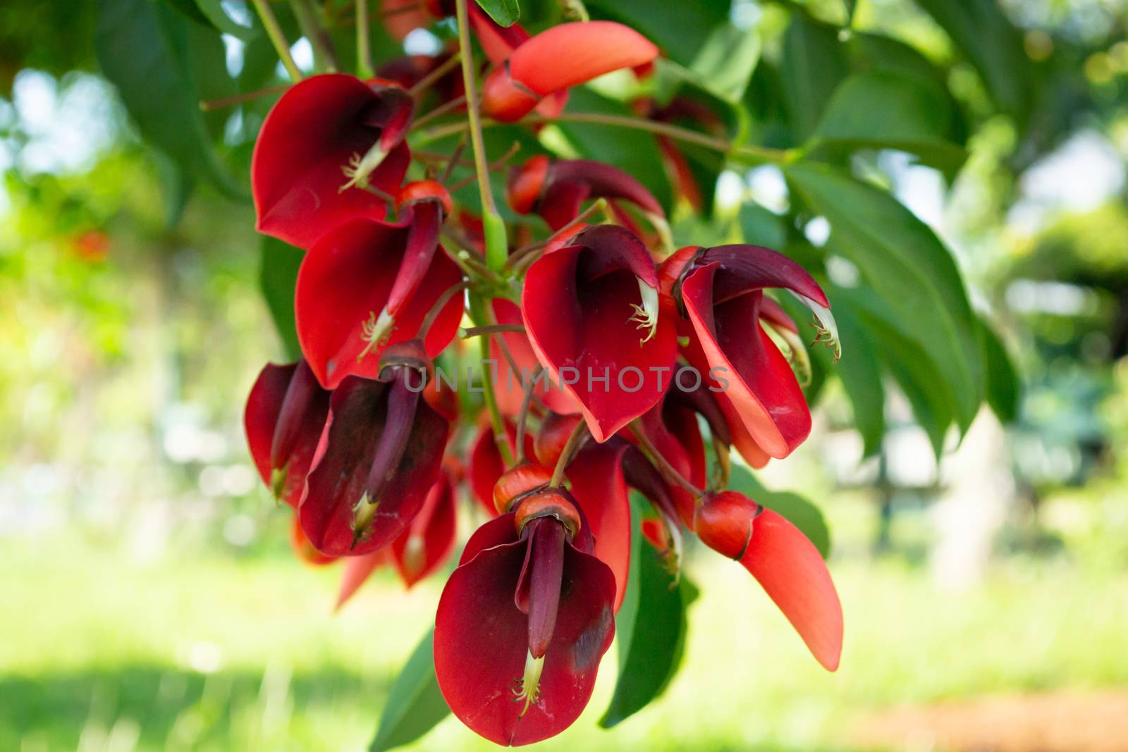 Close up of a tree with red flowers - erythrina crista-galli also known as  a coral tree and a flame tree. Stock image.
