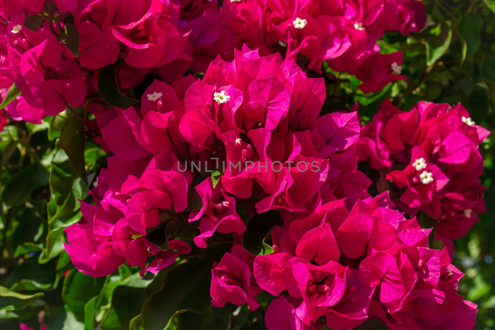 Close up of bright pink bougainvillea flower on a sunny day. Horizontal stock image.