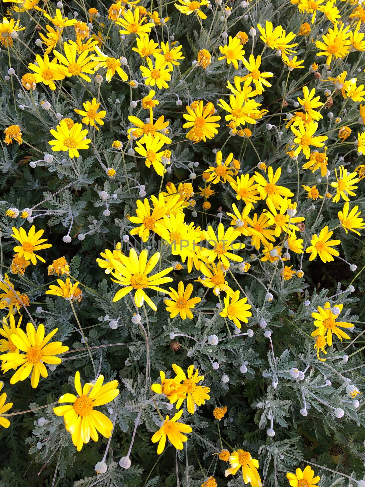 Close up bright yellow daisy bush with blue gray leaves