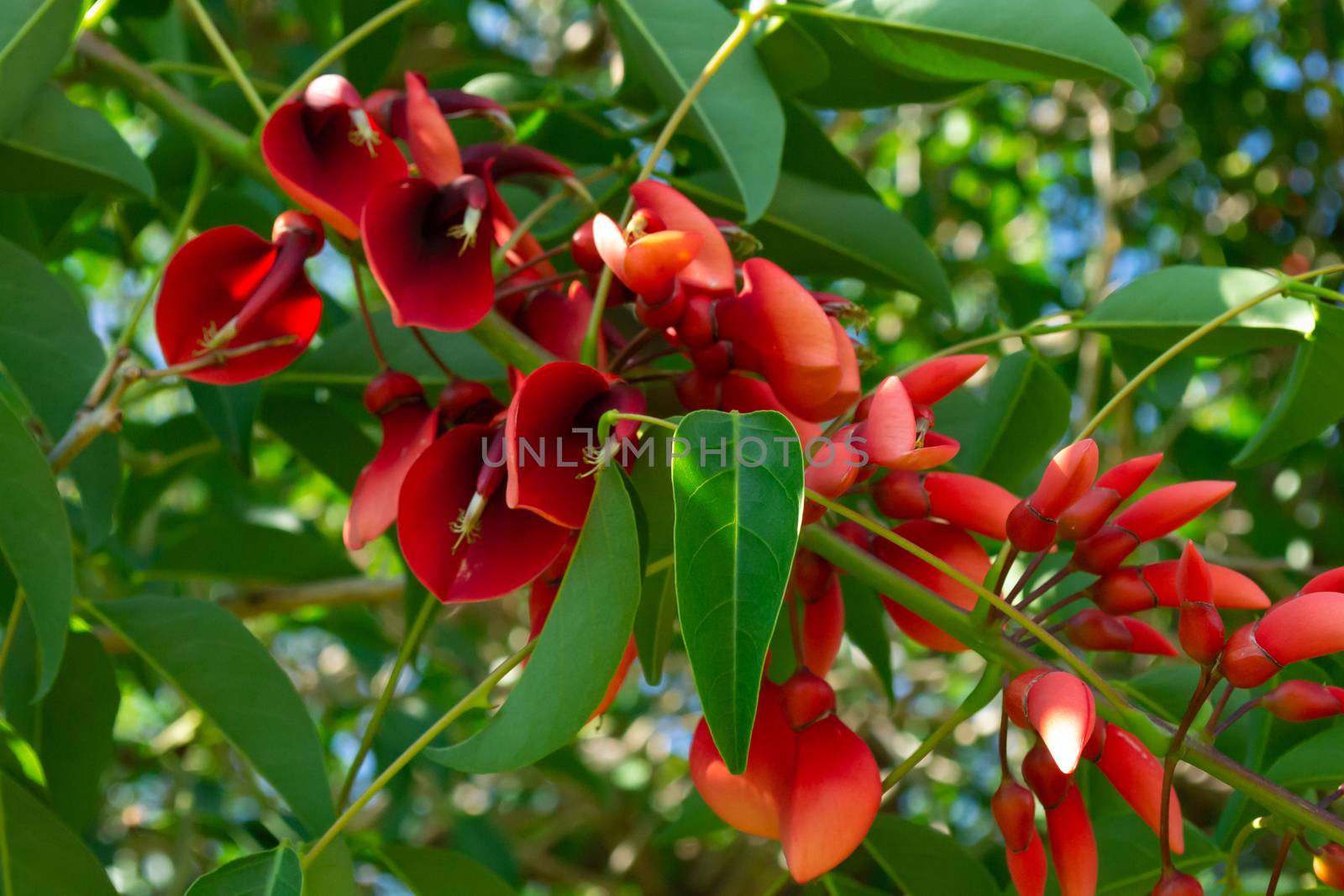 Close up of a tree with red flowers - erythrina crista-galli also known as  a coral tree and a flame tree. Stock image.