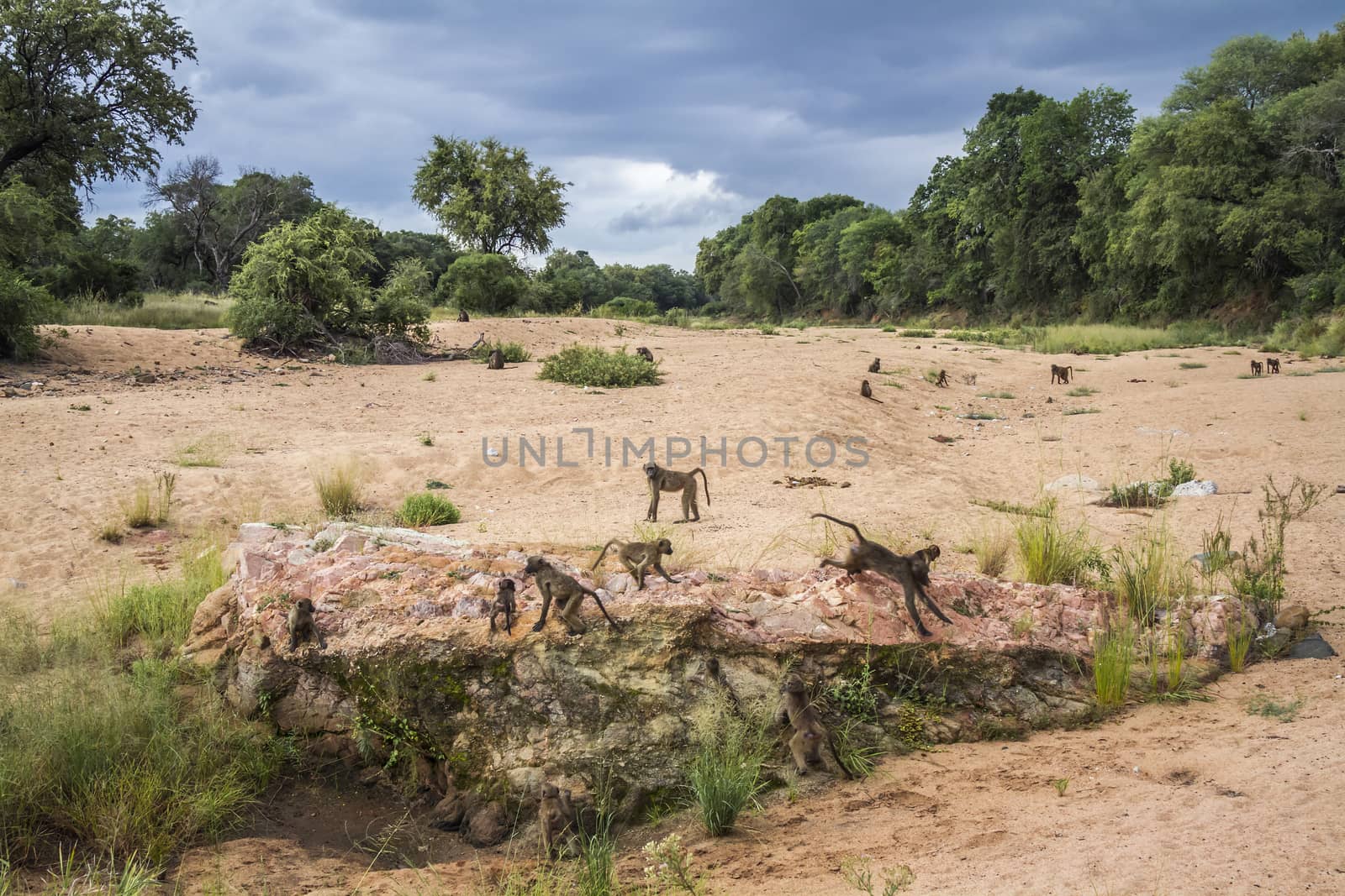 Chacma baboon group in riverbank scenery in Kruger National park, South Africa ; Specie Papio ursinus family of Cercopithecidae