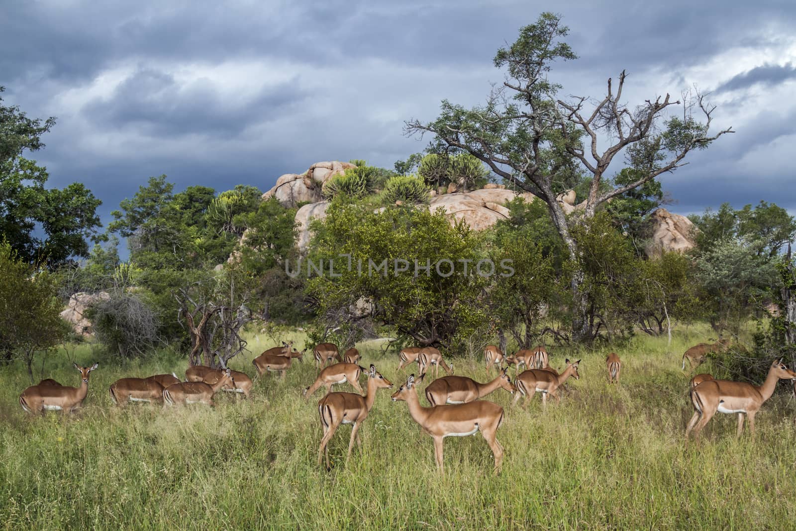 Common Impala in Kruger National park, South Africa by PACOCOMO