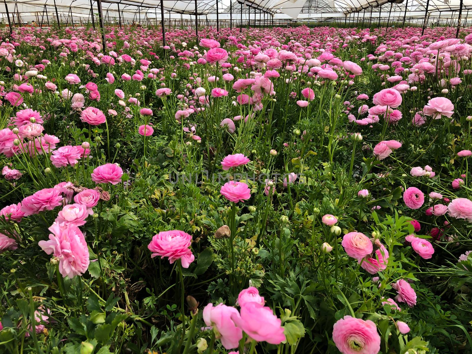 Big field of rose pink persian asian buttercup ranunculus asiaticus in green house