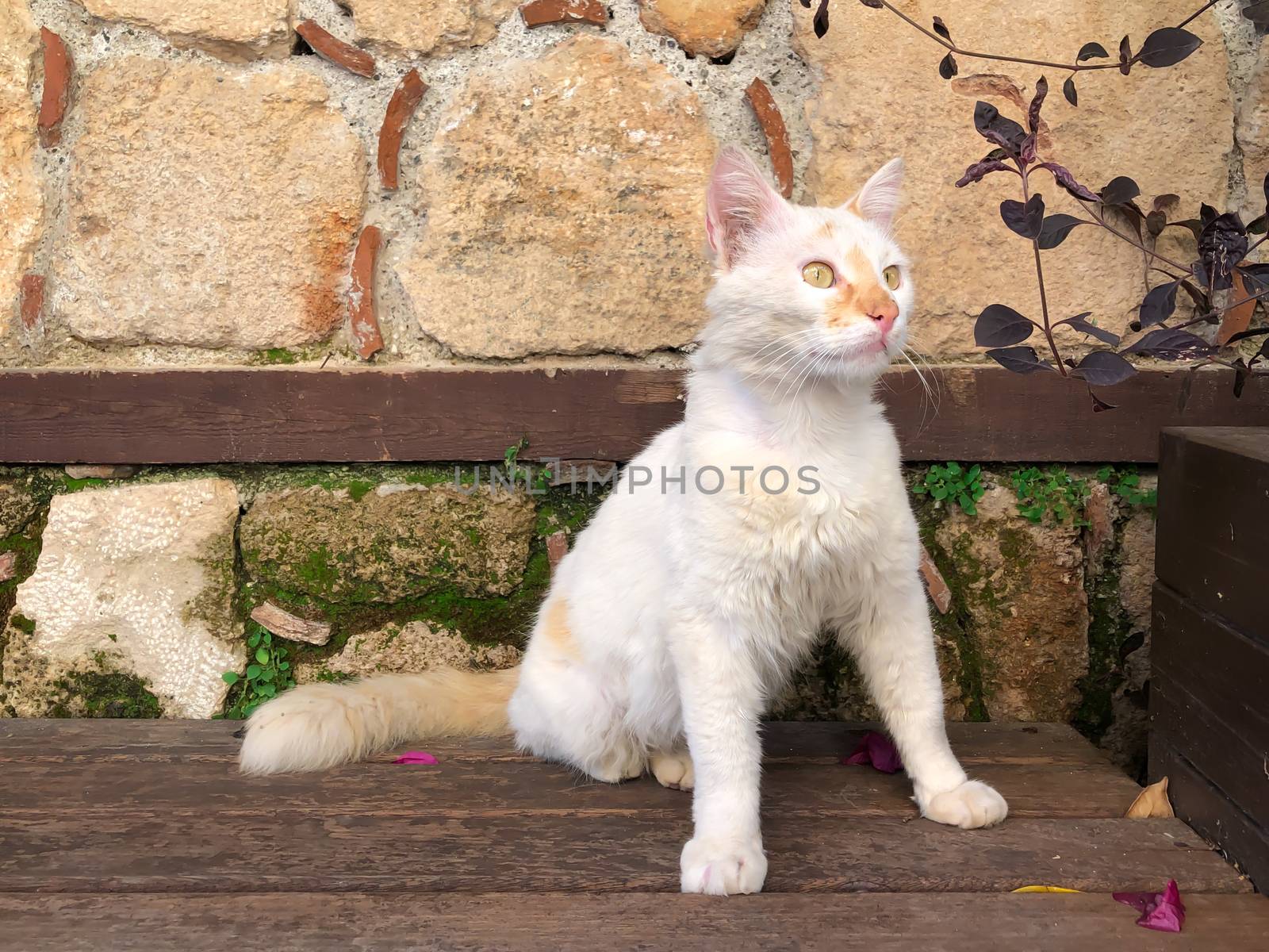 Close up white cat with green eyes sitting on bench in Antalya old town Kaleici with ancient stone wall background. Horizontal stock image