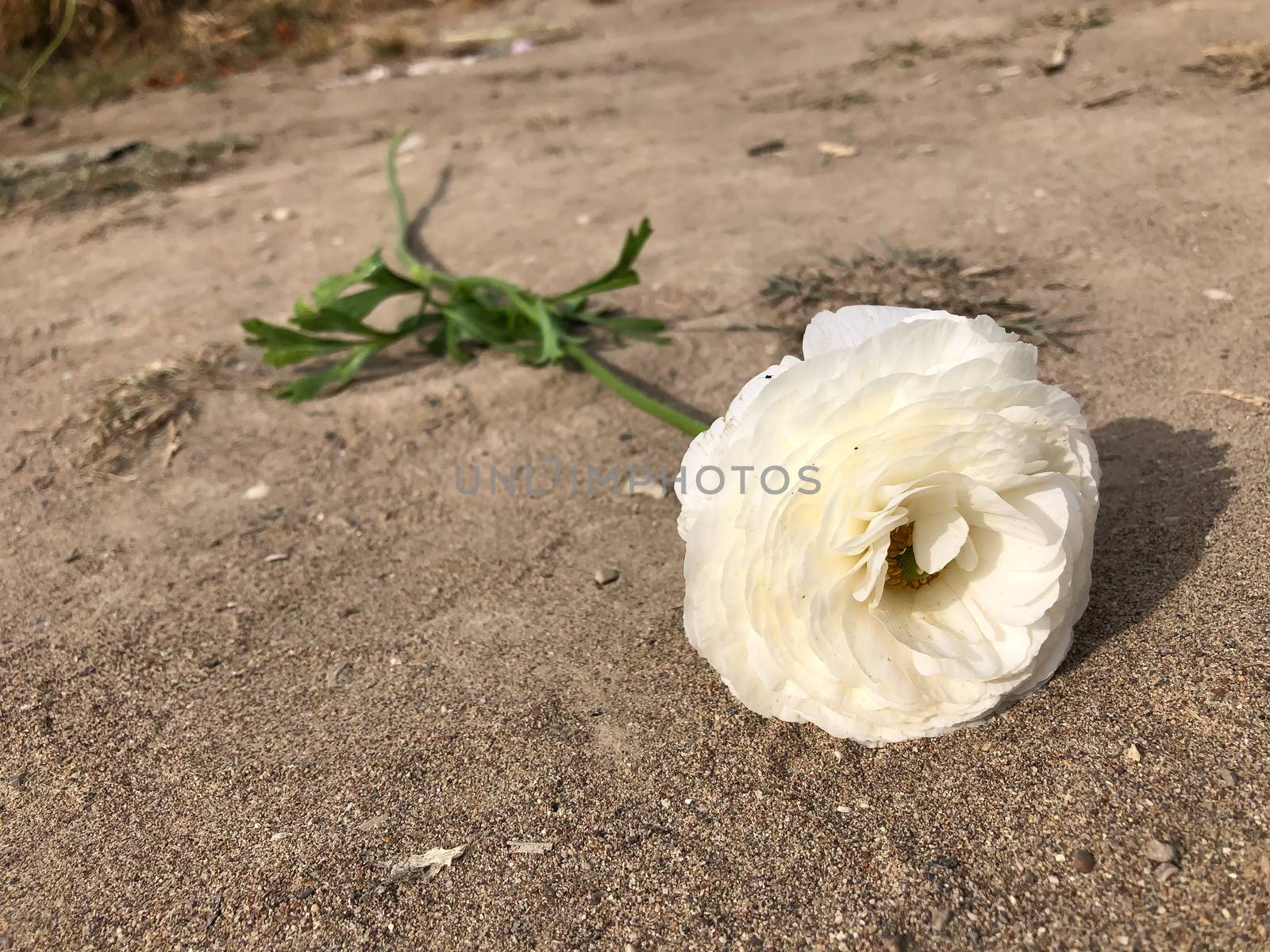 Close up one white persian asian buttercup ranunculus asiaticus lies on gray ground 