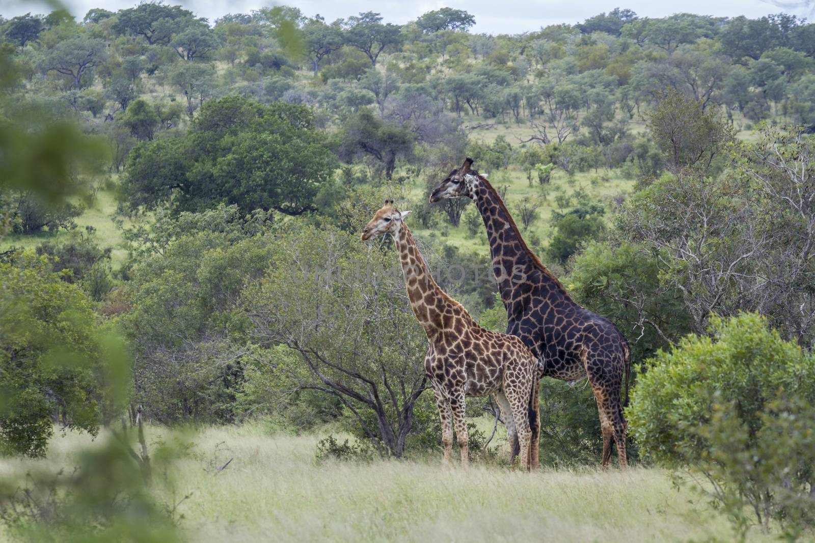 Giraffe in Kruger National park, South Africa by PACOCOMO