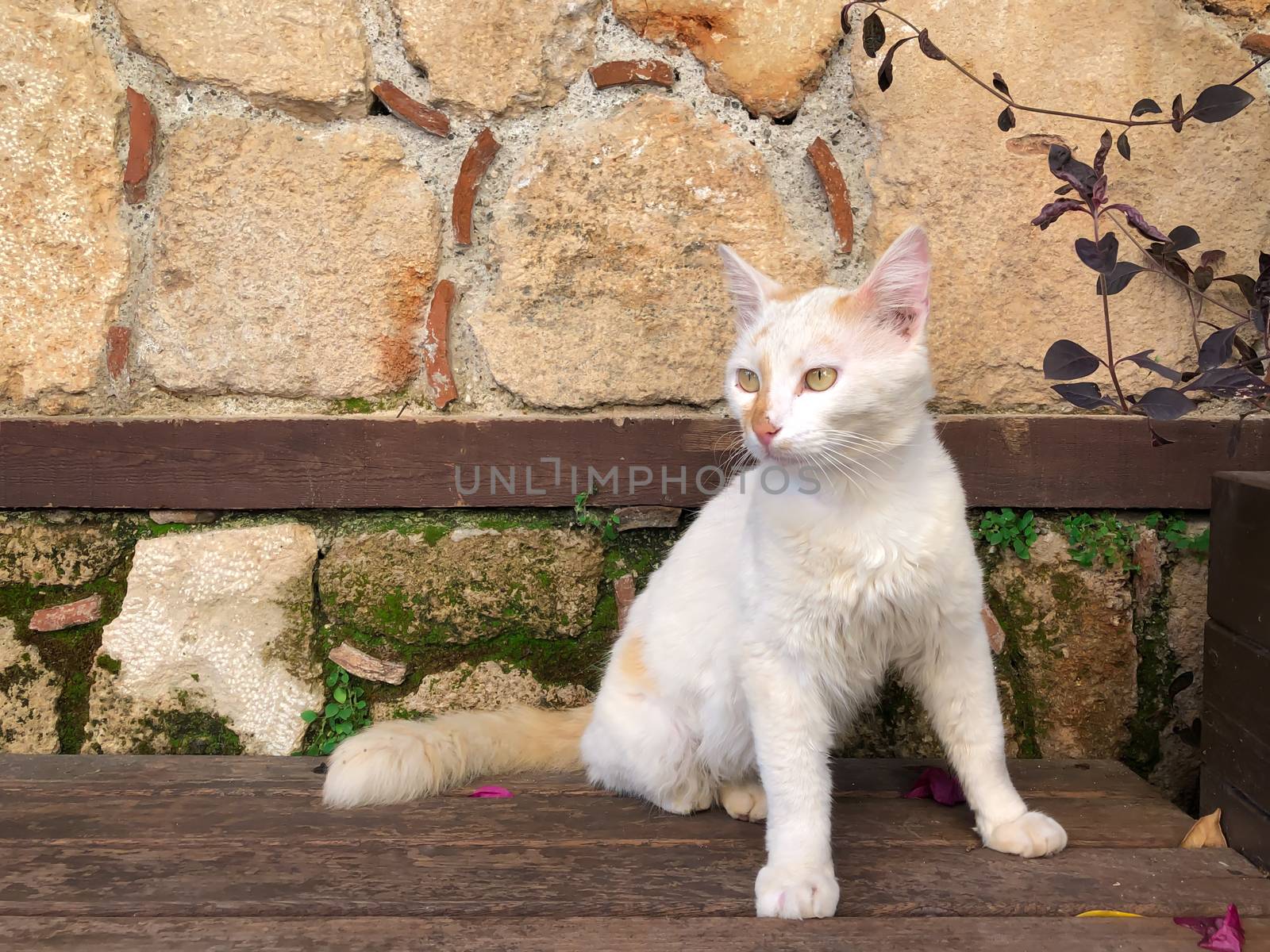 Close up white cat with green eyes sitting on bench in Antalya old town Kaleici with ancient stone wall background. Horizontal stock image