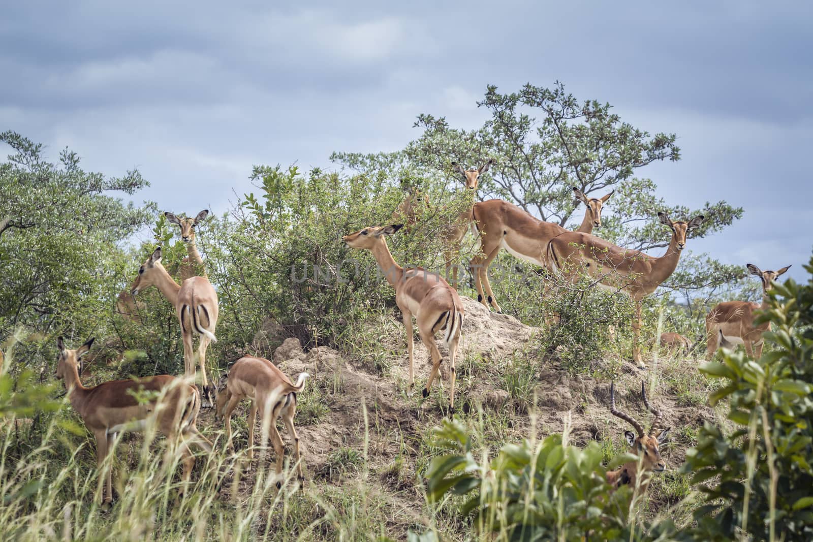 Common Impala in Kruger National park, South Africa by PACOCOMO