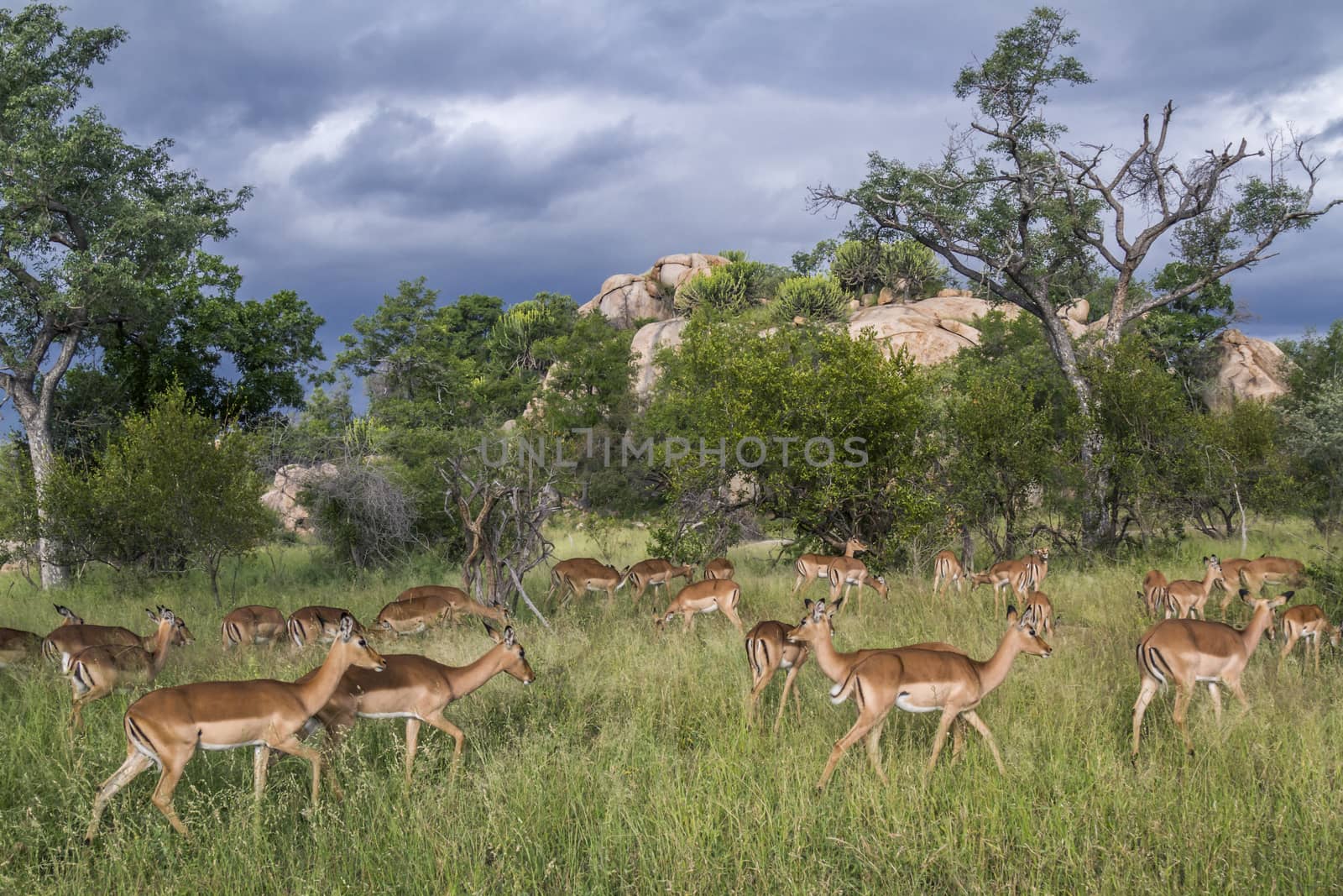 Common Impala in Kruger National park, South Africa ; Specie Aepyceros melampus family of Bovidae