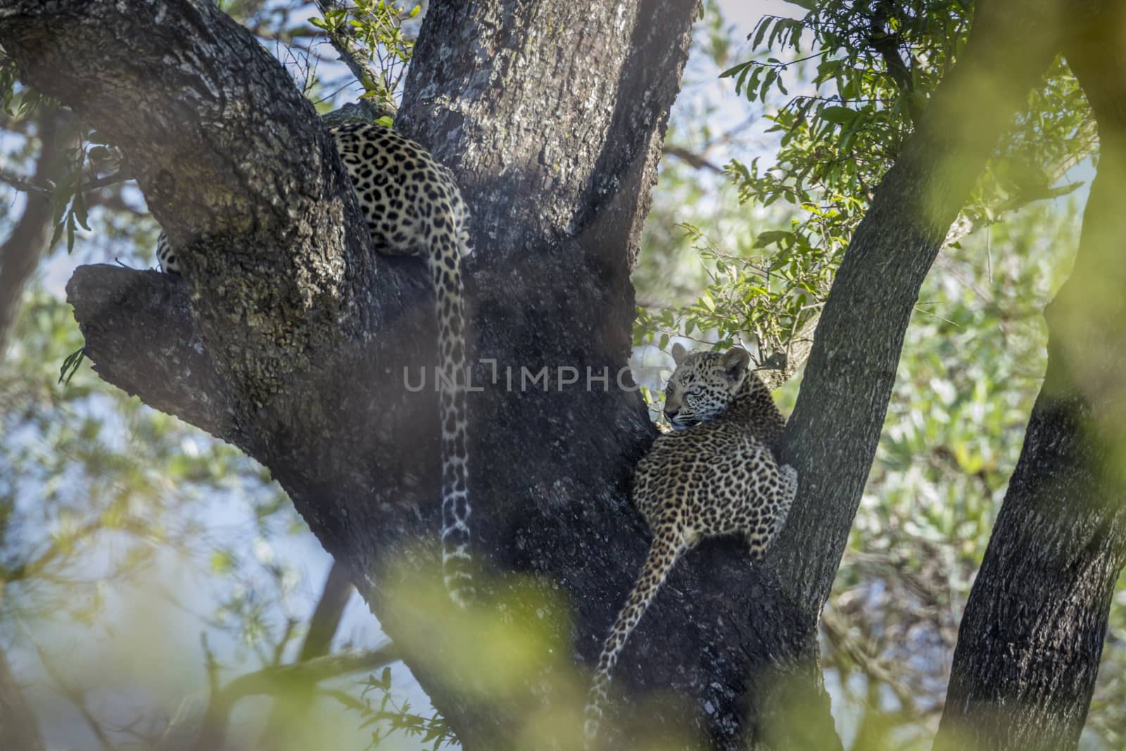 Leopard in Kruger National park, South Africa by PACOCOMO