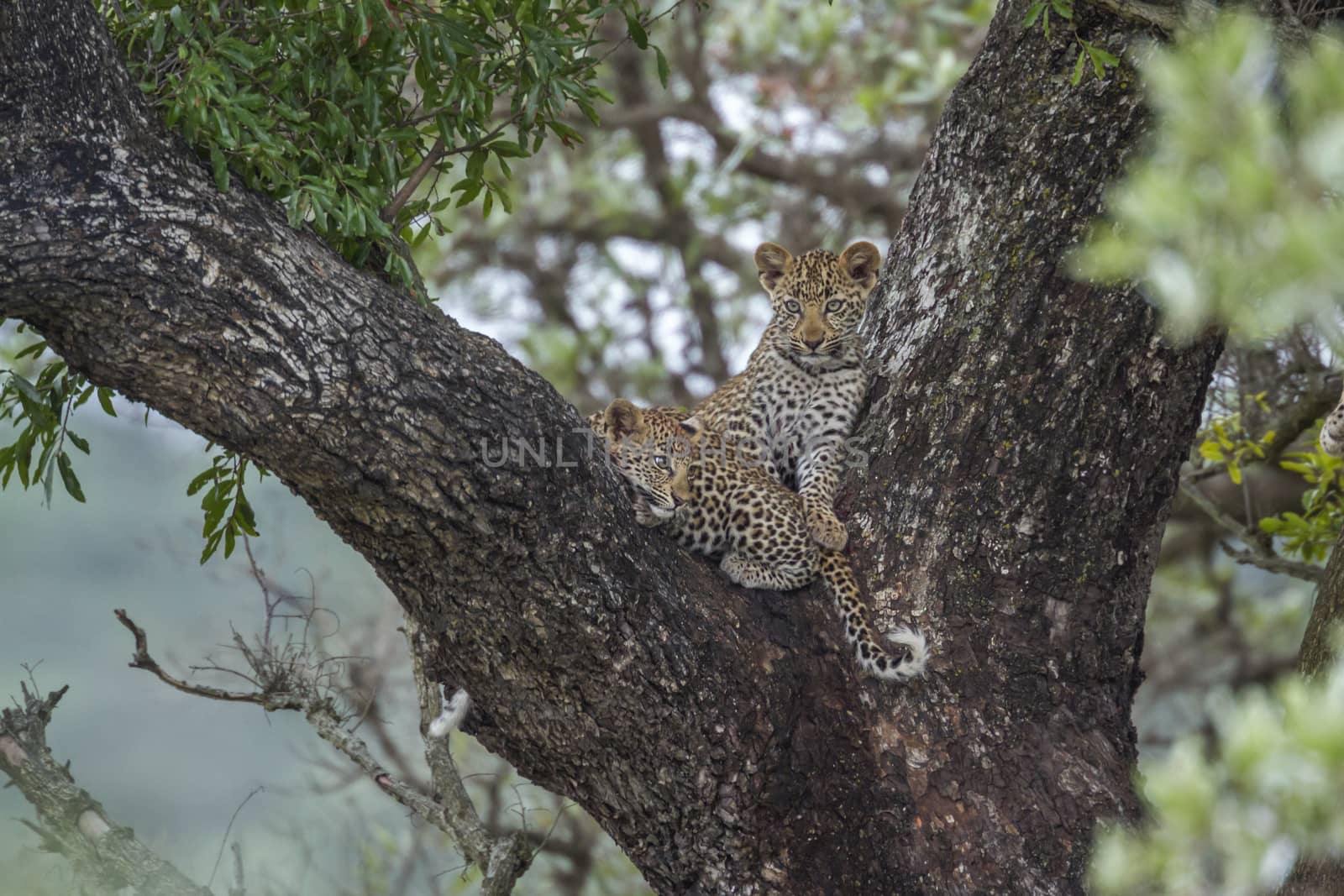 Two young Leopard lying down in a tree in Kruger National park, South Africa ; Specie Panthera pardus family of Felidae