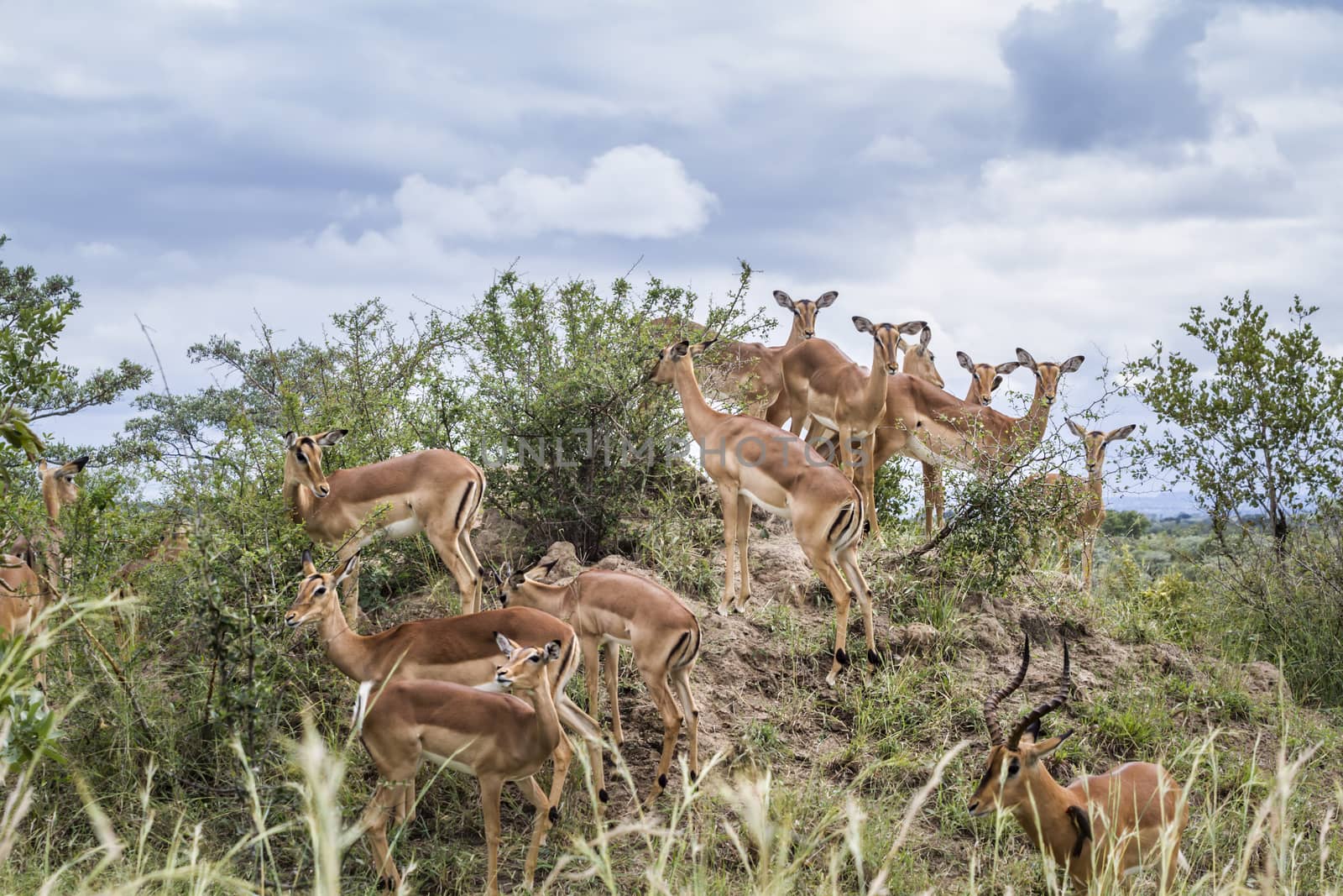 Small group of Common Impalas in Kruger National park, South Africa ; Specie Aepyceros melampus family of Bovidae